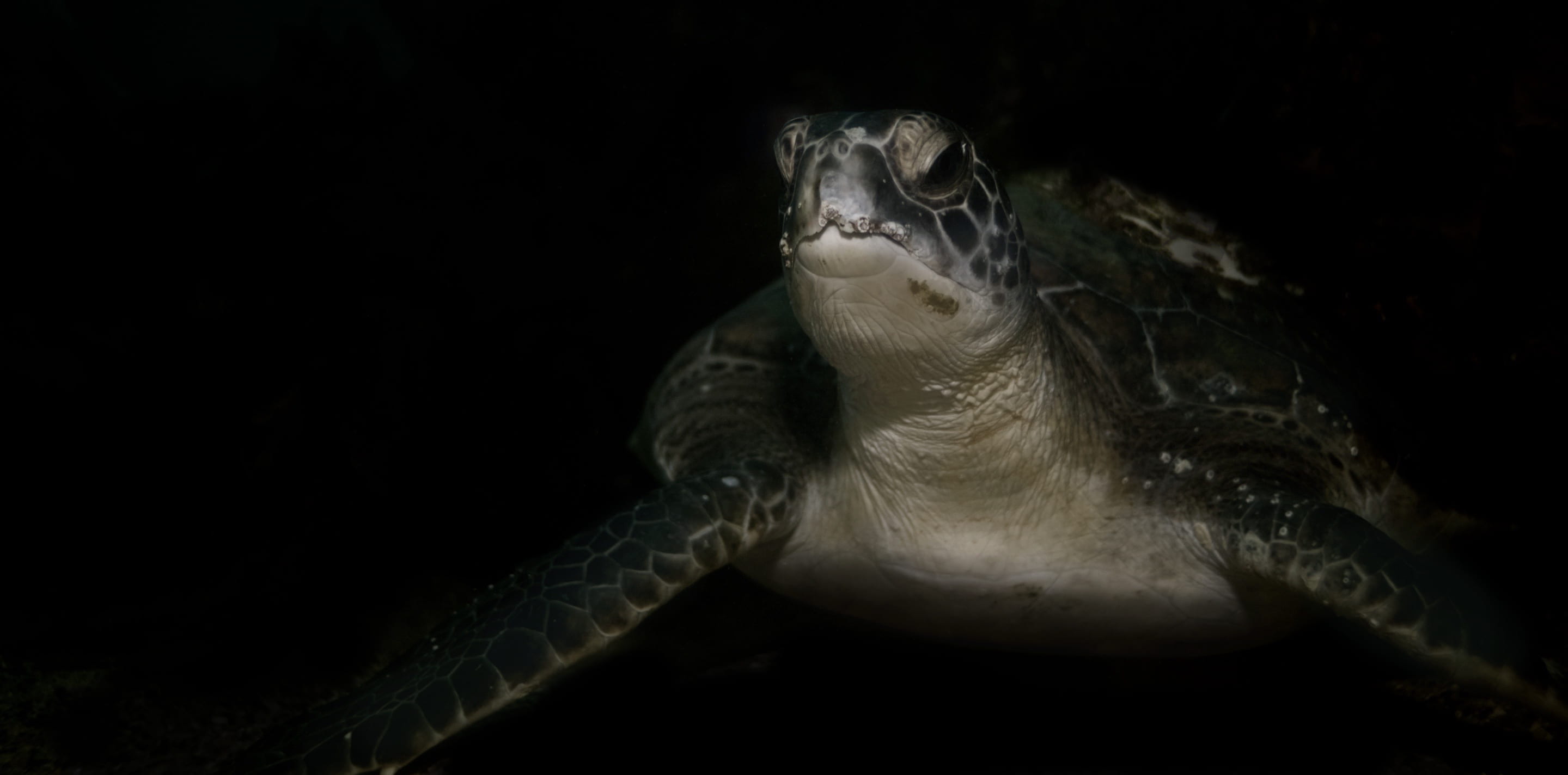 animal body part, animal themes, cold-blooded, photography, tortoise shell, marine, animal, brown, low, sydney, ocean, one animal, ikelite, tortoise, reptile, HD Wallpaper