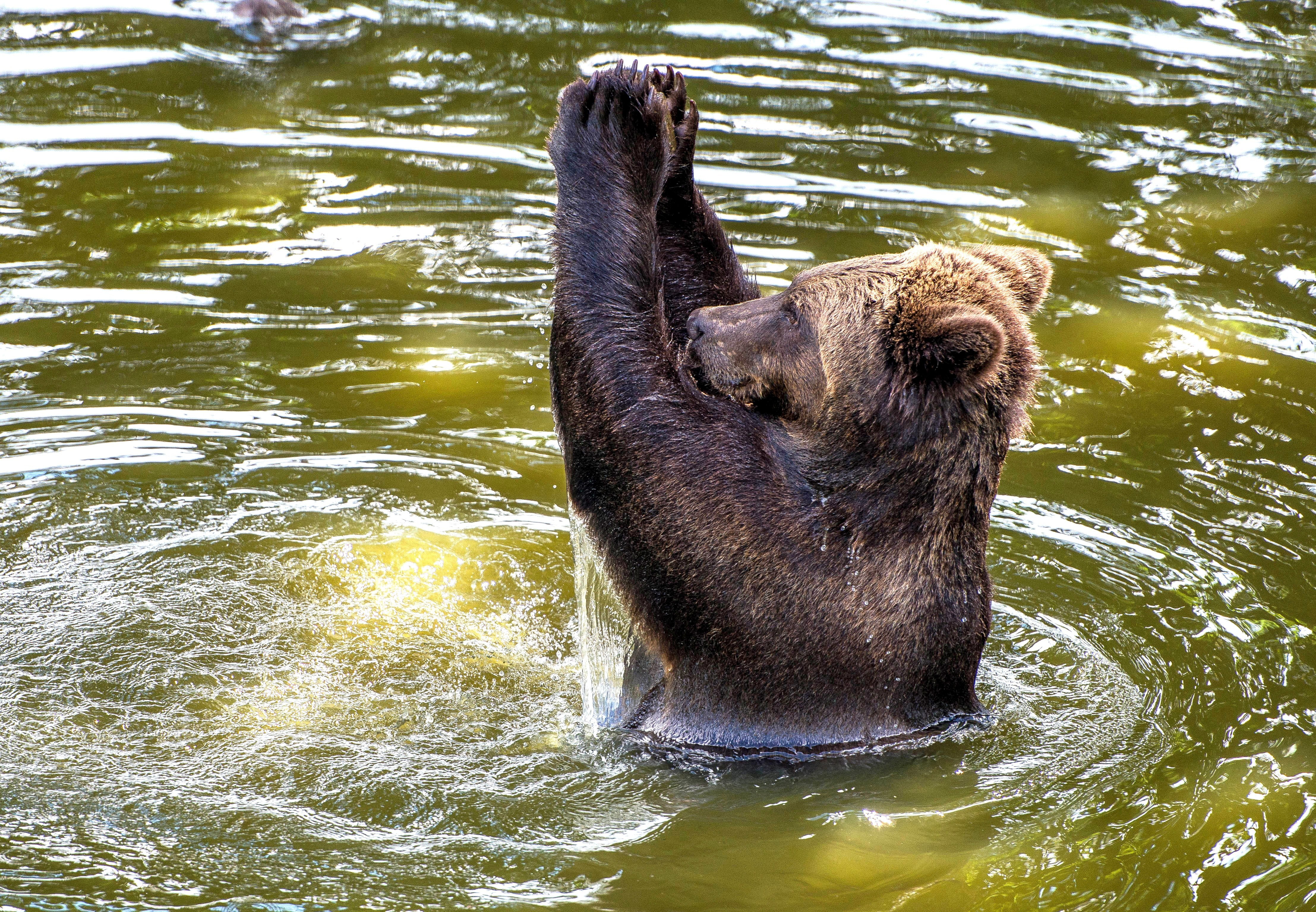 Blair Drummond Safari Park, Scotland, European, applause, 4K, water, brown bear, HD Wallpaper