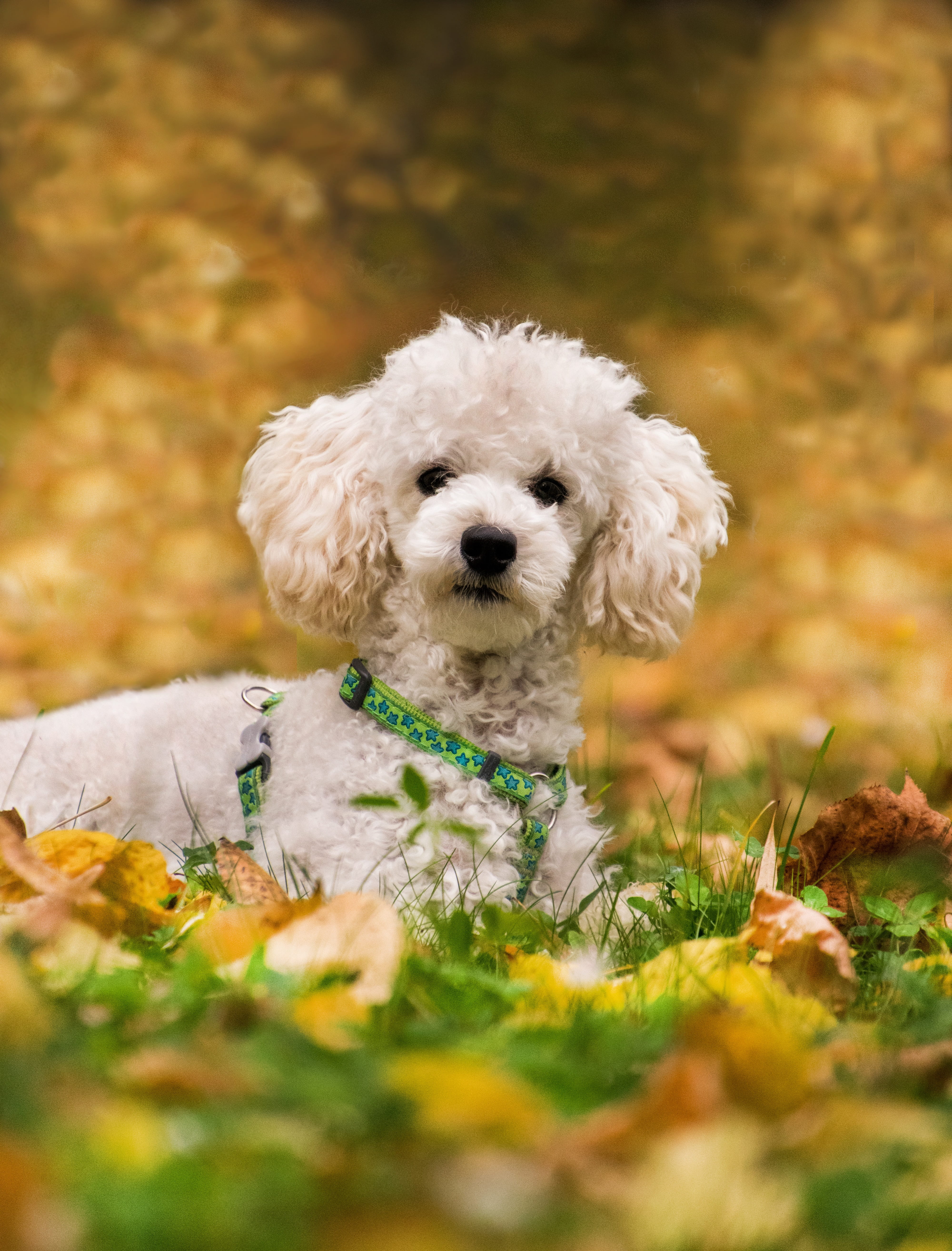 meadow, day, small, domestic, leaves, 5K, mammal, canine, grass, green color, animal head, pets, one animal, miniature poodle, portrait, dog, animal, concerns, Phone HD Wallpaper
