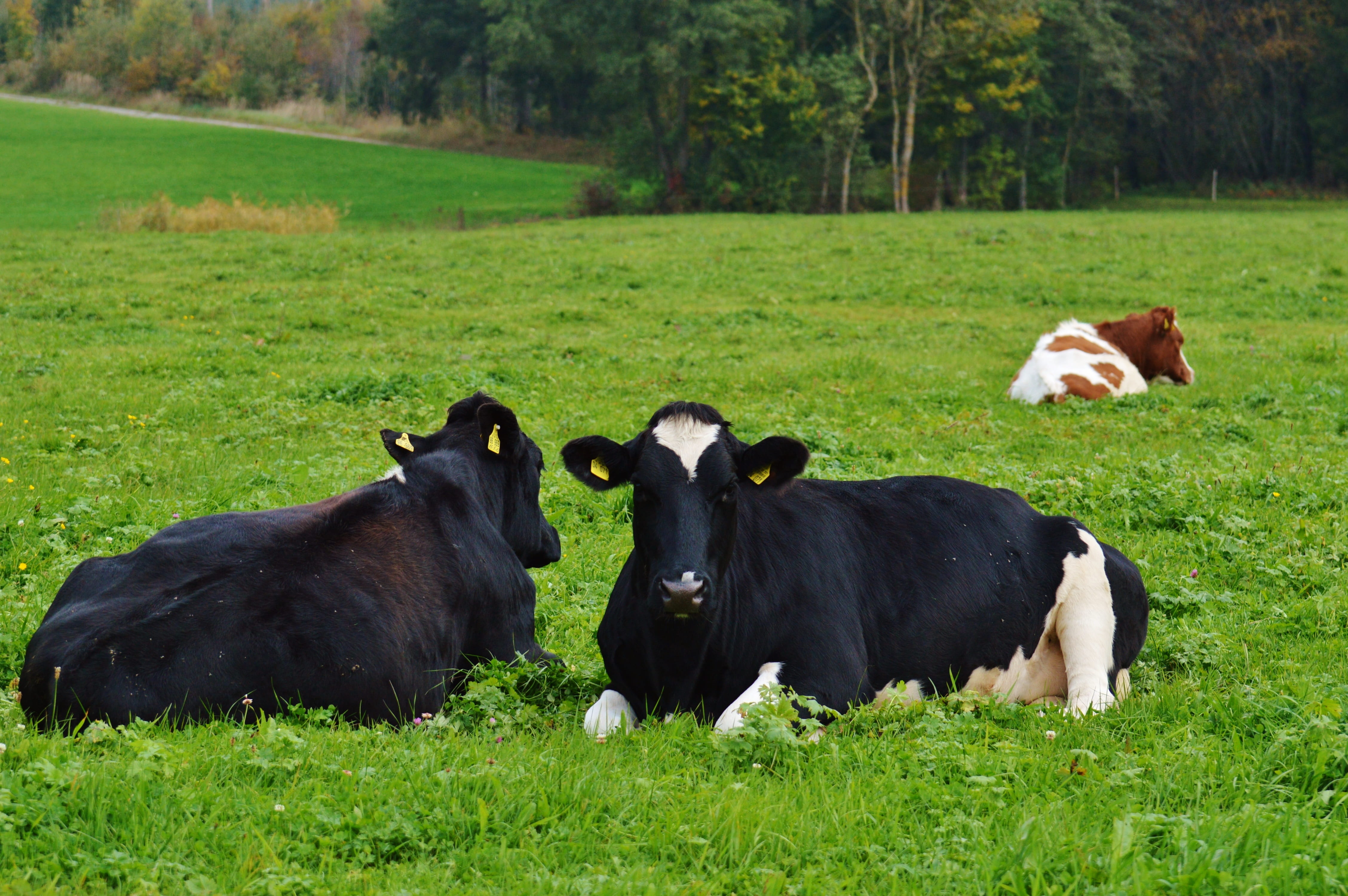 domestic, Black, livestock, animal themes, domestic animals, mammal, grass, Cow, vertebrate, cattle, animal, black, herbivorous, pasture, pets, outdoors, HD Wallpaper