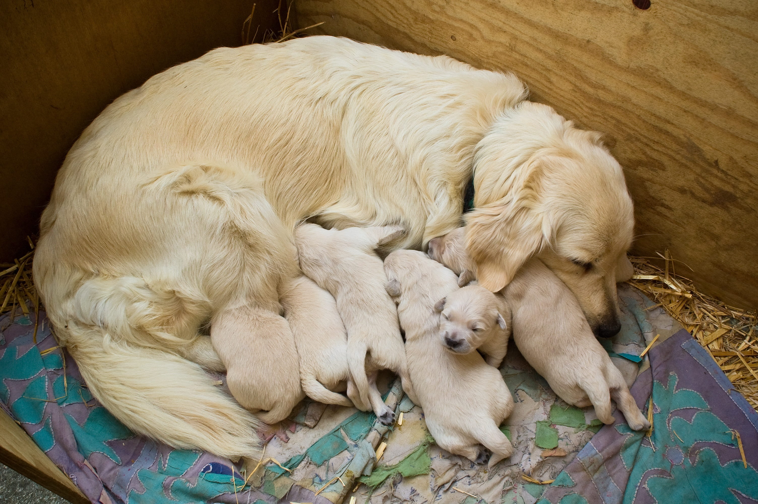 no people, trusting, concerns, domestic animals, retriever, puppies, purebred dog, young animal, mammal, domestic, animal family, high angle view, puppy, HD Wallpaper