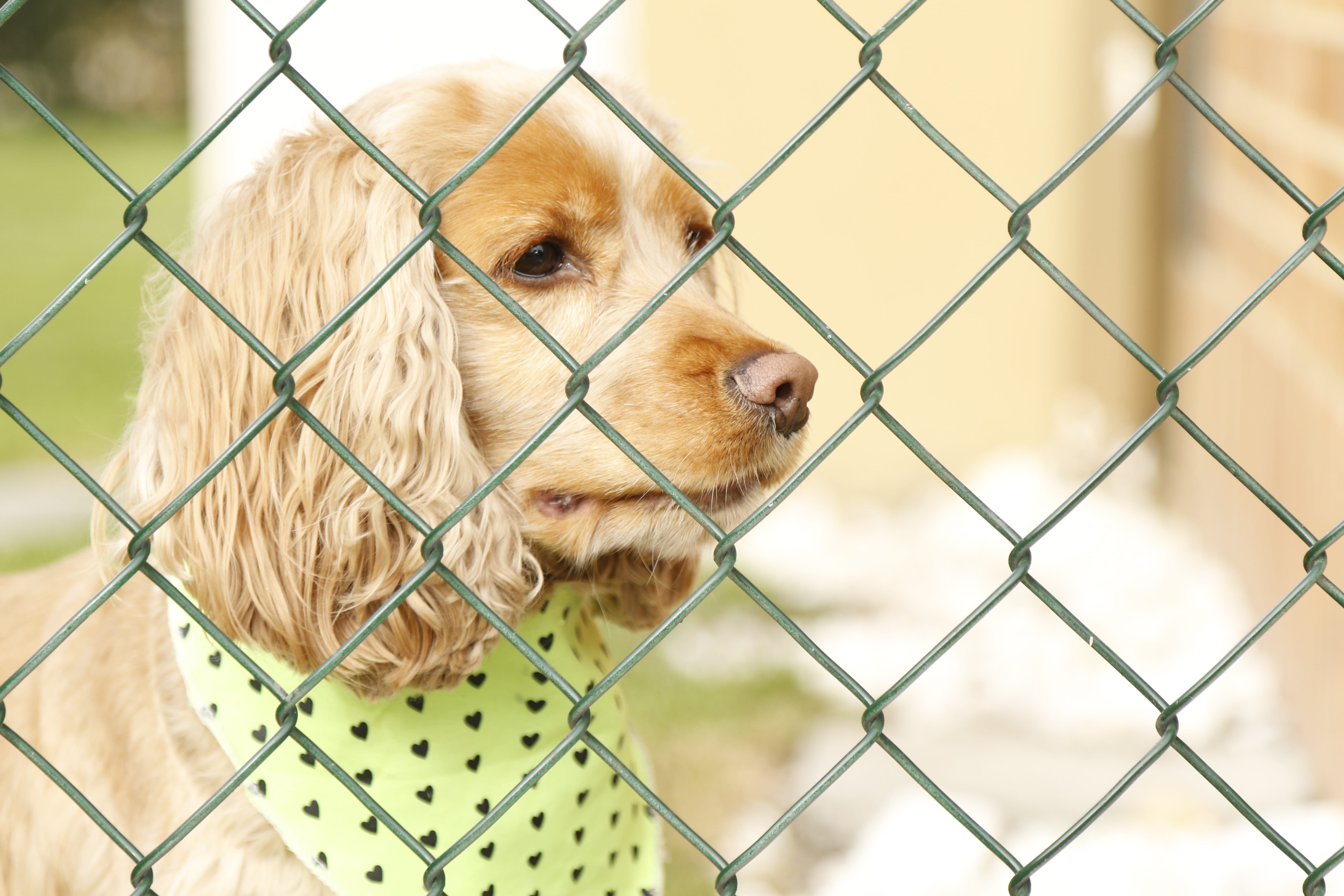 portrait, dog, pets, boundary, animal head, close-up, domestic, fence, animals, canine, vertebrate, domestic animals, chainlink fence, animal, metal, one animal, HD Wallpaper