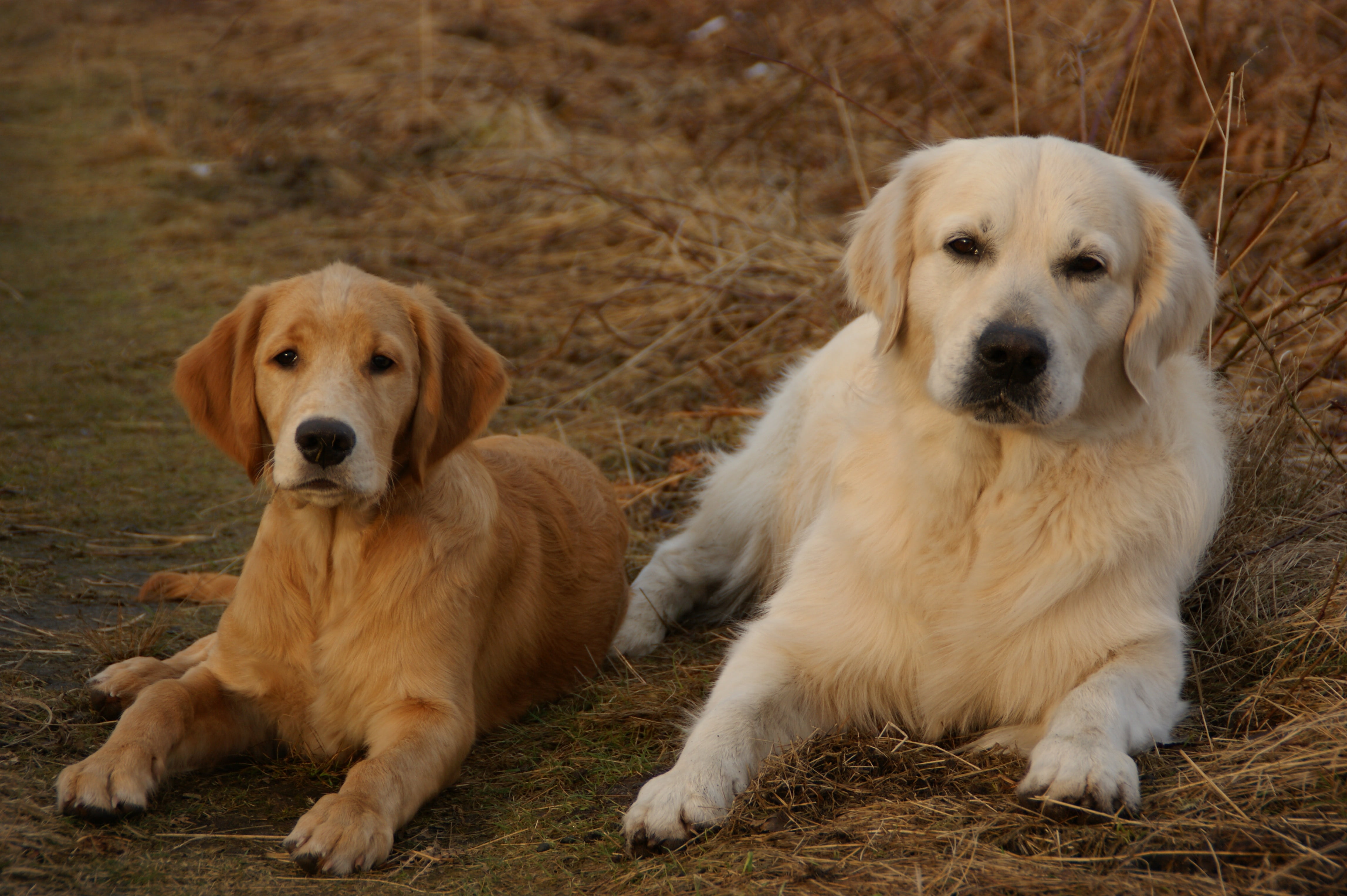 togetherness, land, pet, looking at camera, two animals, golden retriever, domestic animals, portrait, head, view, mindful, dog, concerns, sitting, 4K, HD Wallpaper
