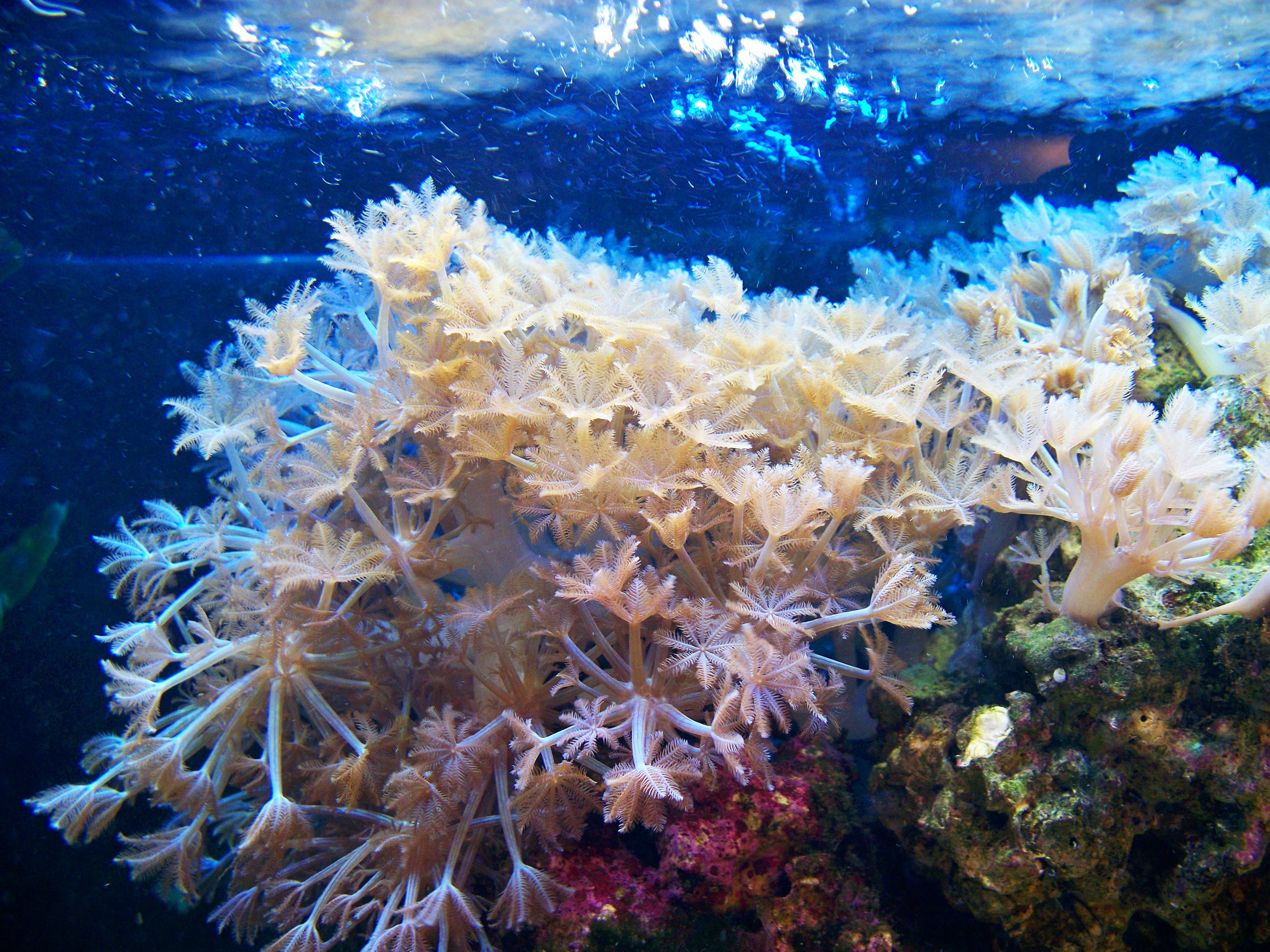 undersea, no people, reef, saltwater, sea Life, animals in the wild, coral, close-up, swimming, nature, animal themes, animal, sea, aquarium, blue, beauty in nature, HD Wallpaper