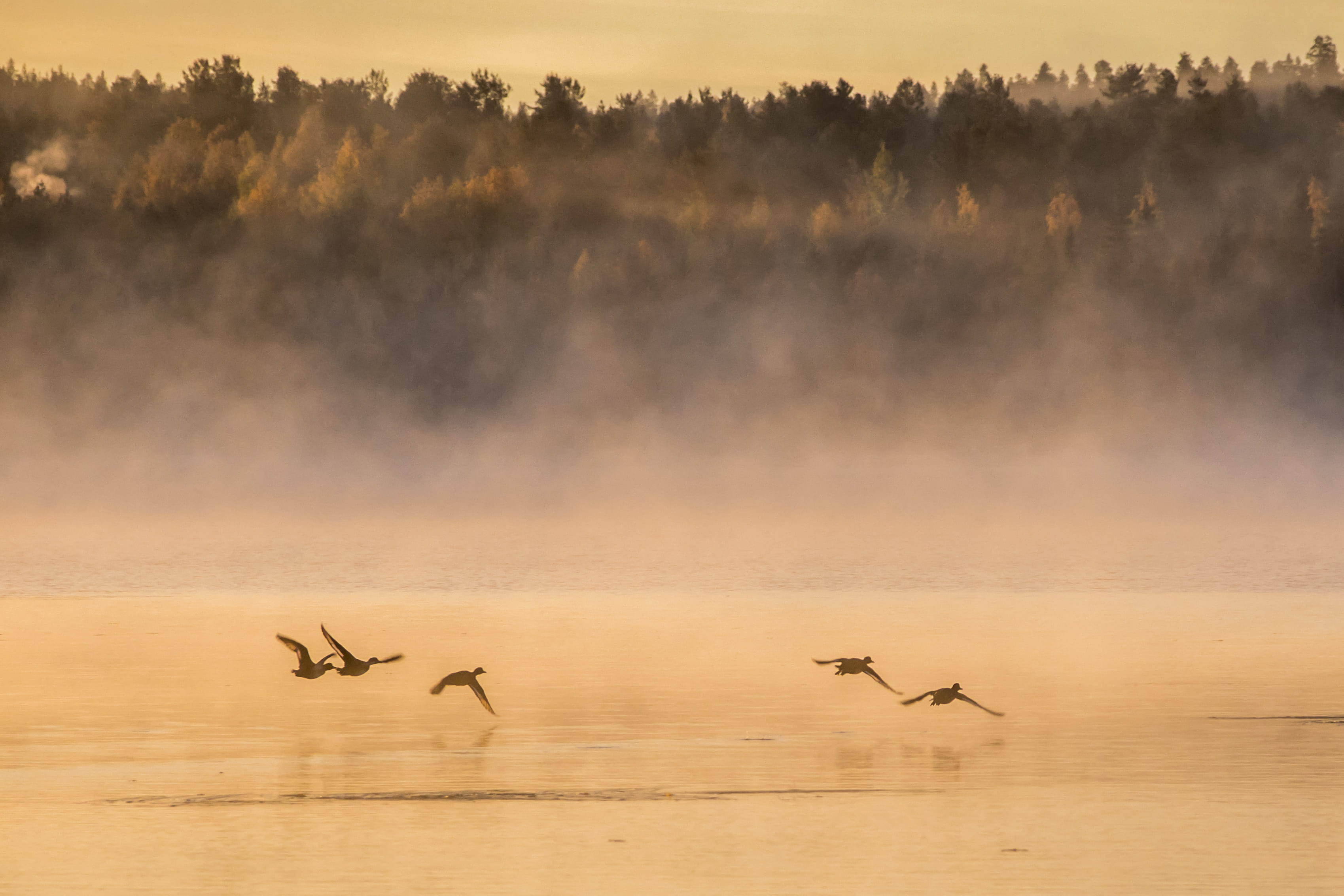 finland, group of animals, nature, animal, water, 2K, sunset, digital composite, weather, rovaniemi, mist, birds, sky, tranquility, fog, flock, beauty in nature, HD Wallpaper