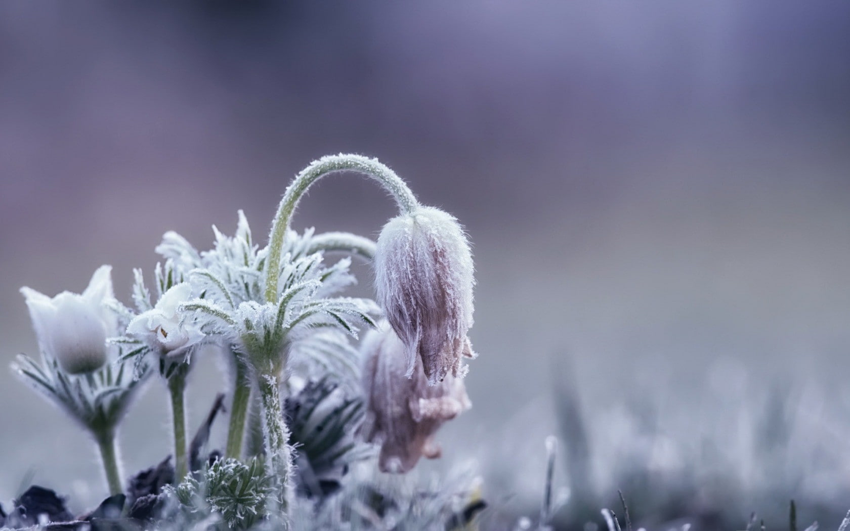plants, purple, close-up, softness, beauty in nature, fragility, cold temperature, snowing, vulnerability, winter, outdoors, no people, day, freshness, HD Wallpaper