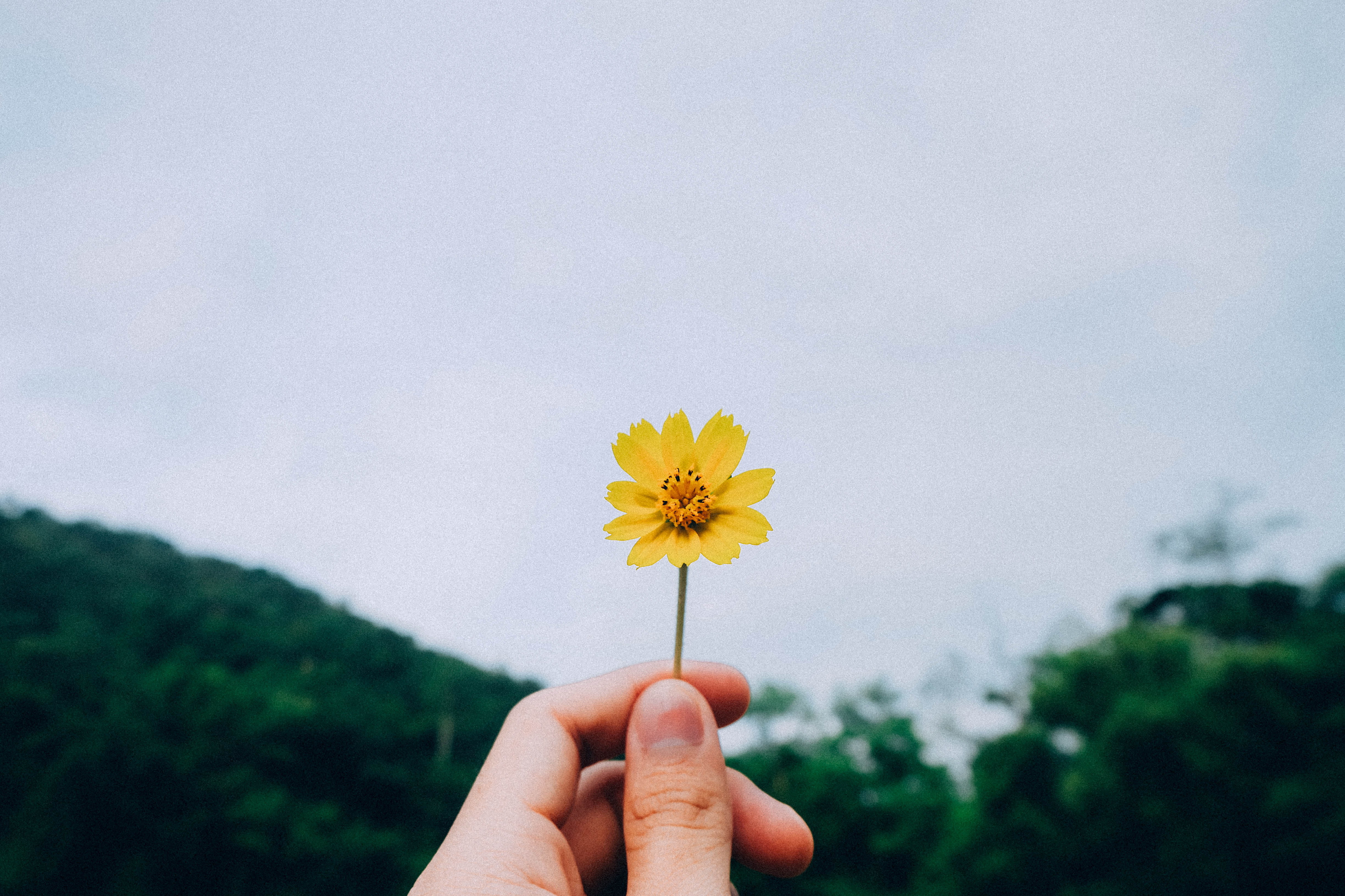 yellow, summer, flower, sky, human hand, hand, vulnerability, flowers, pollen, person, nature, close-up, flowering plant, freshness, 4K, outdoors, human body part, HD Wallpaper