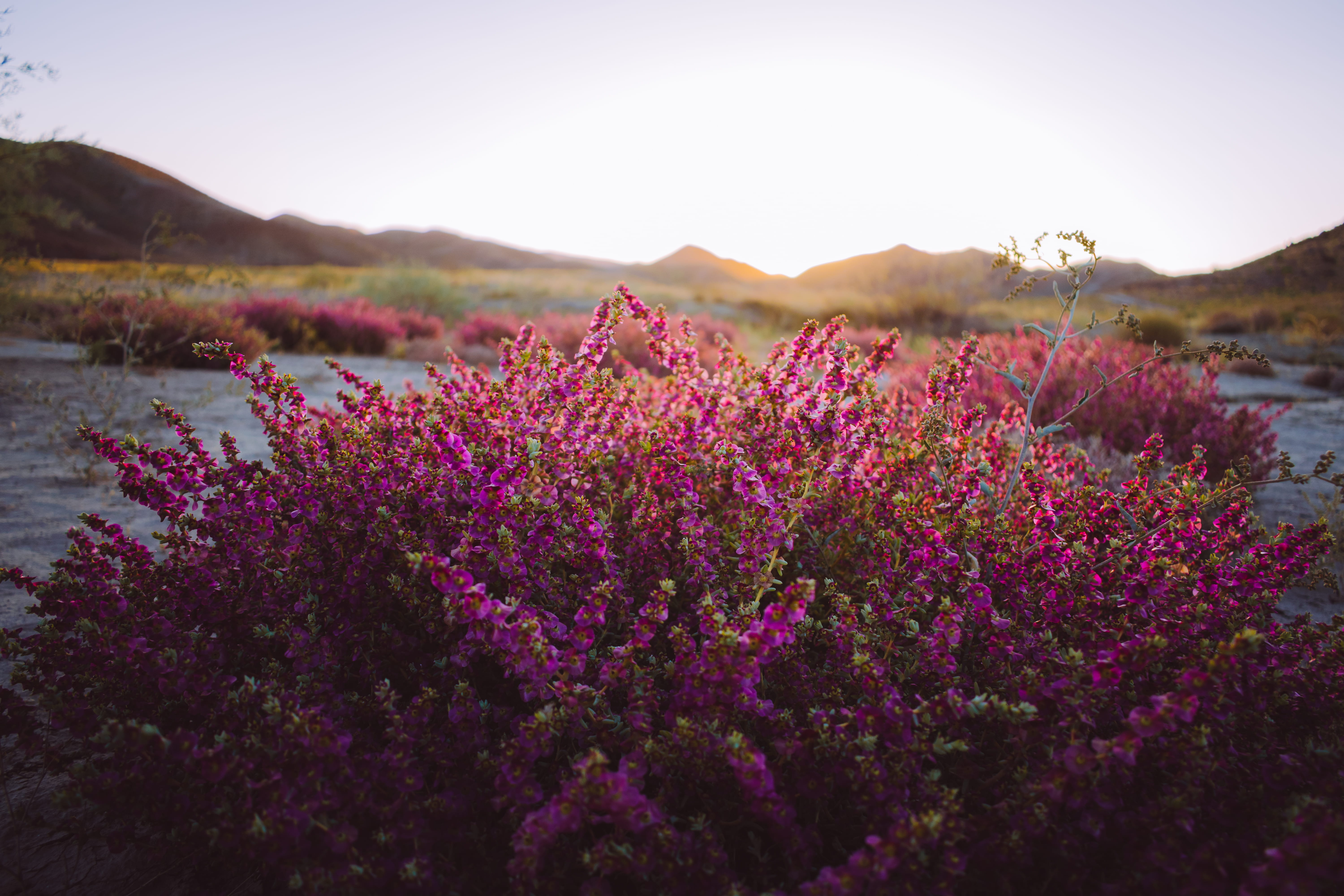 razavi khorasan province, day, flowerbed, petaled, wildlife, flowering plant, sunrise, 5K, grass, field, landscape, flowers, lavender, land, outdoors, HD Wallpaper