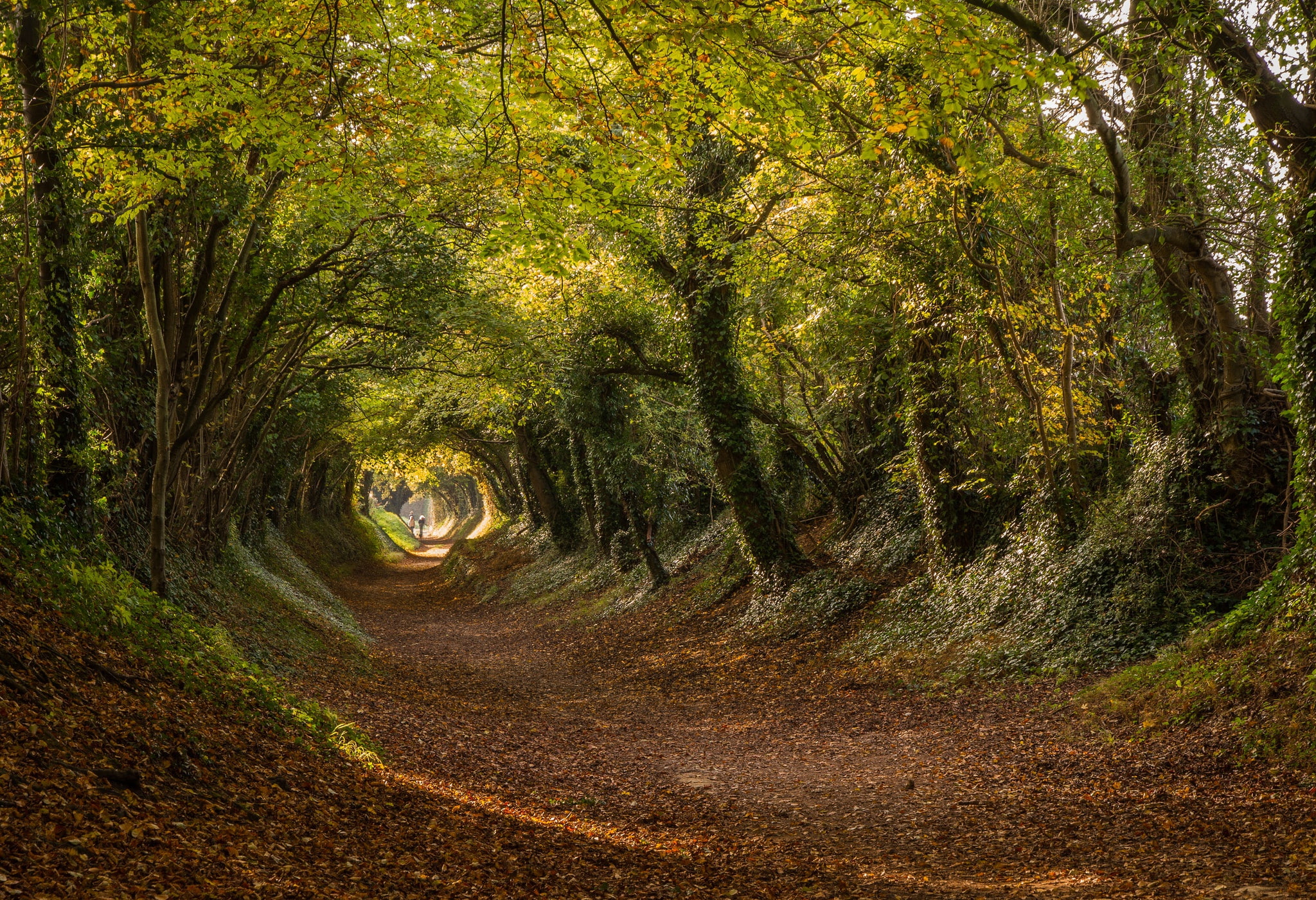 Roman road, Stane Street, the tunnel, West Sussex, 1080P, trees, autumn, England, Halnaker, road, HD Wallpaper