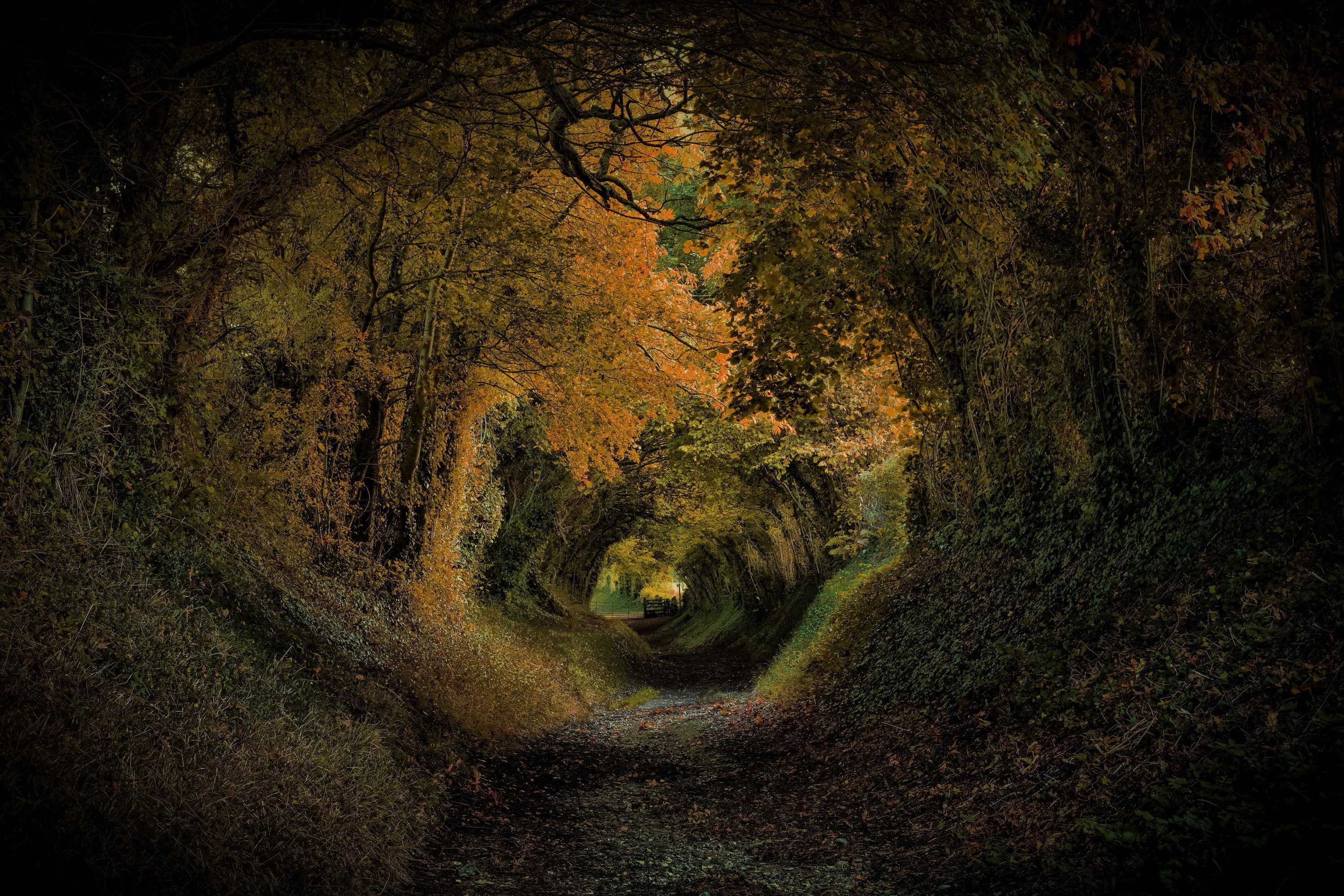 tunnel, nature, path, park, 2K, UK, trees, England, Halnaker Park, HD Wallpaper