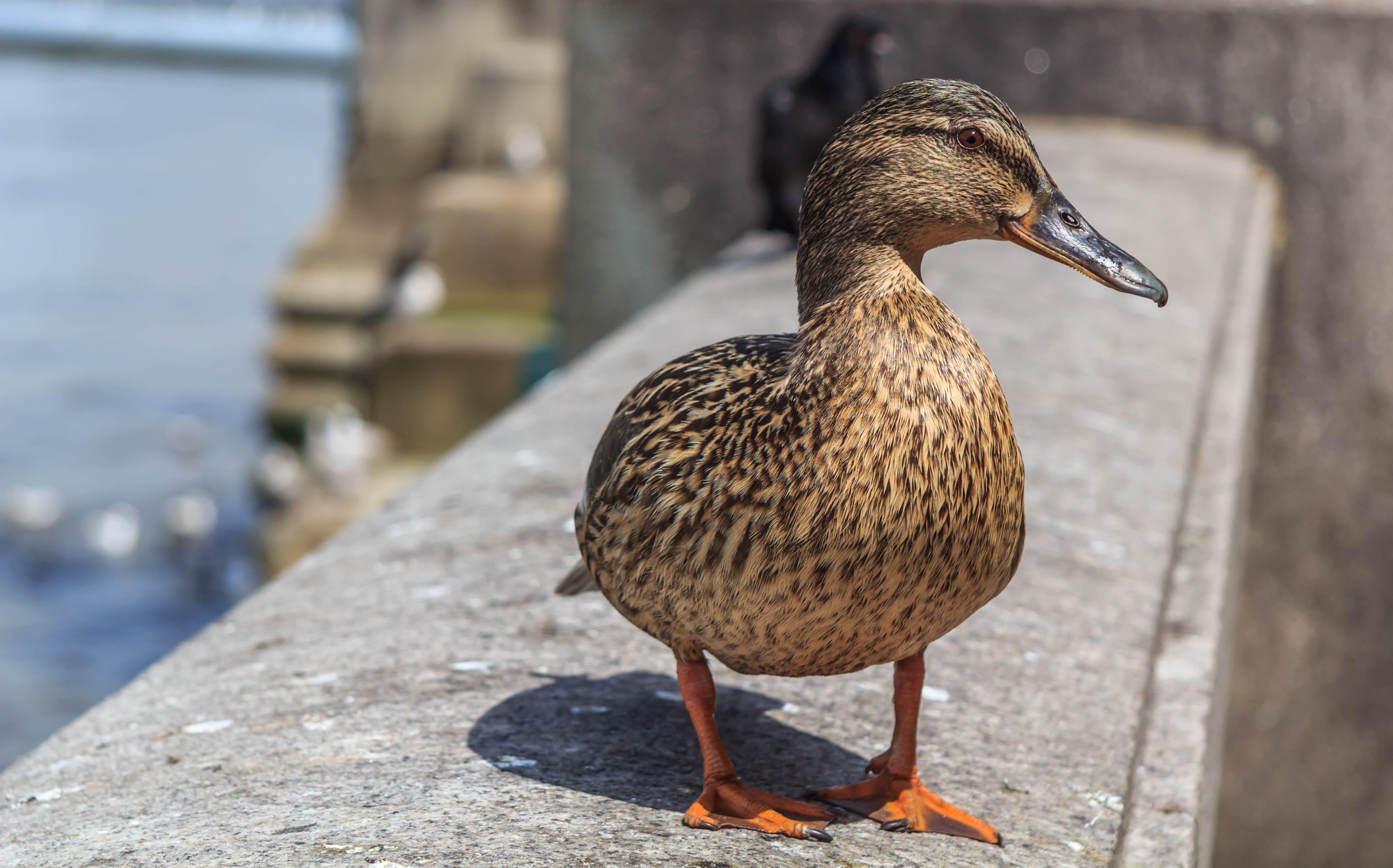 one animal, historical, animal, kingdom, uk, duck, tower, nature, Female, animal themes, attraction, sunlight, outdoors, animal wildlife, Thames, mallard duck female, HD Wallpaper