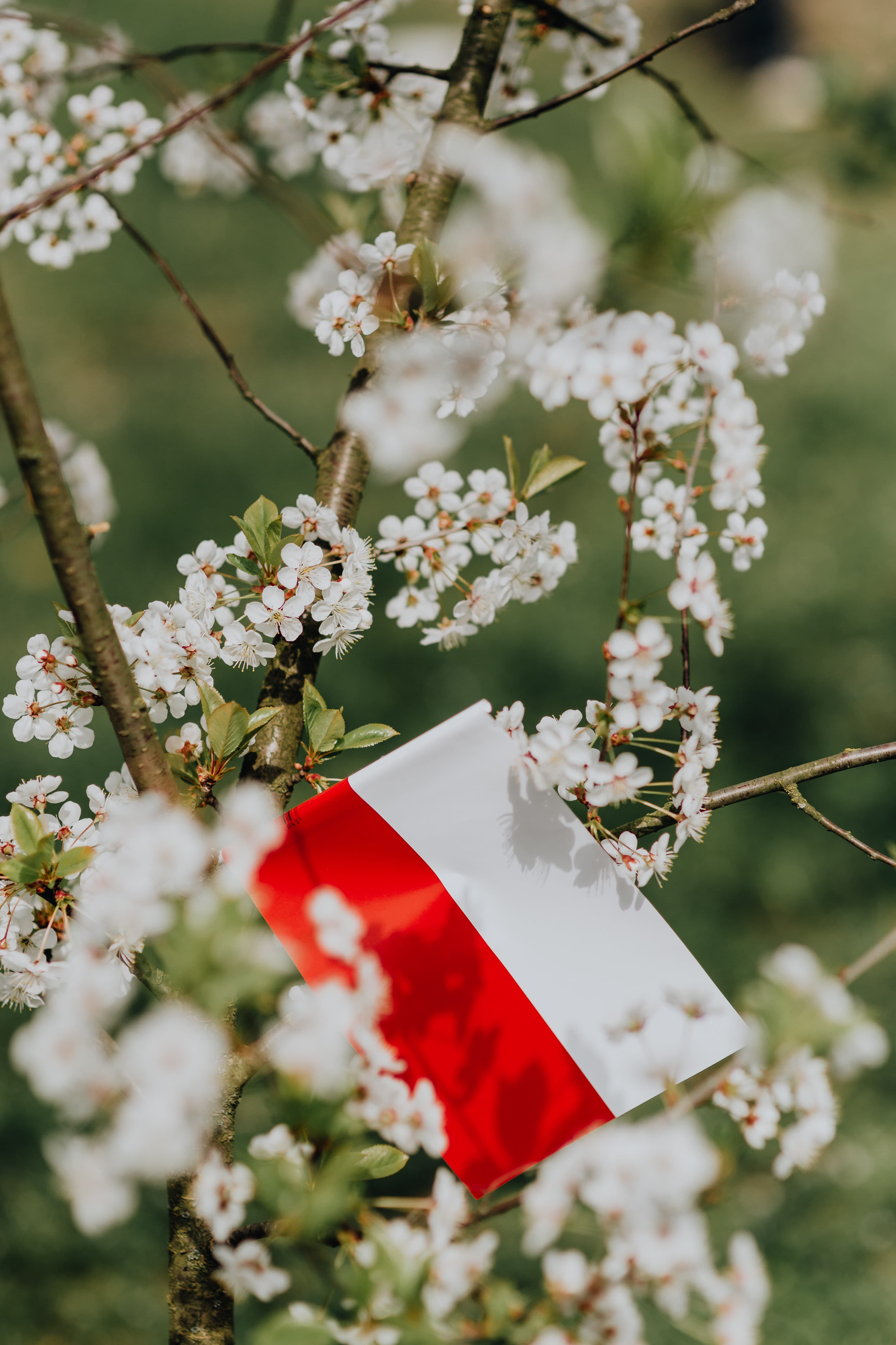 no people, flag, flower, growth, focus on foreground, Europe, Poland, vulnerability, flowering plant, flower head, day, eu, plant, red, white color, outdoors, Phone HD Wallpaper
