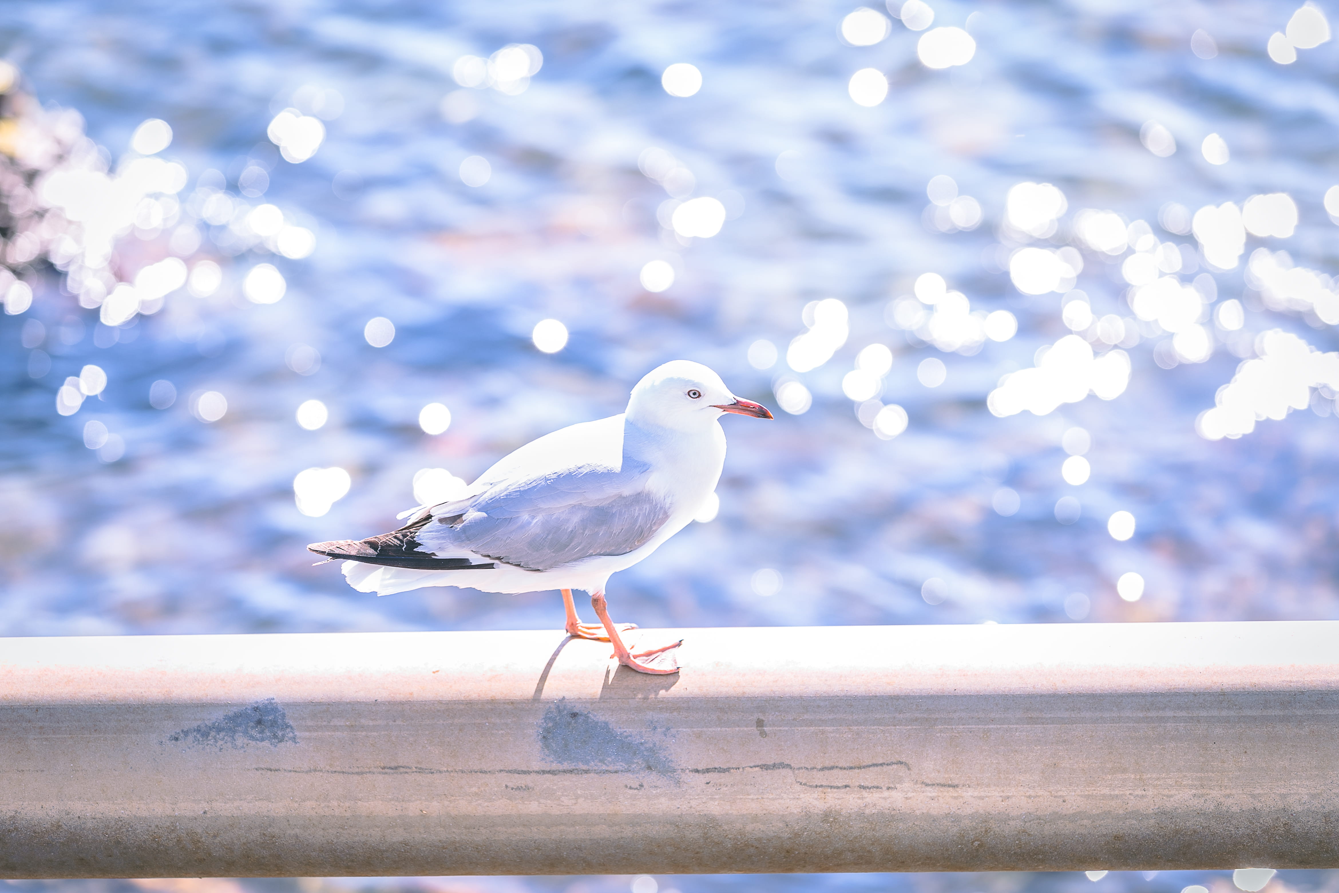 focus on foreground, leisure activities, white color, day, one animal, animal, gray, nature, new zealand, seagull, vertebrate, handrail, animals in the wild, HD Wallpaper