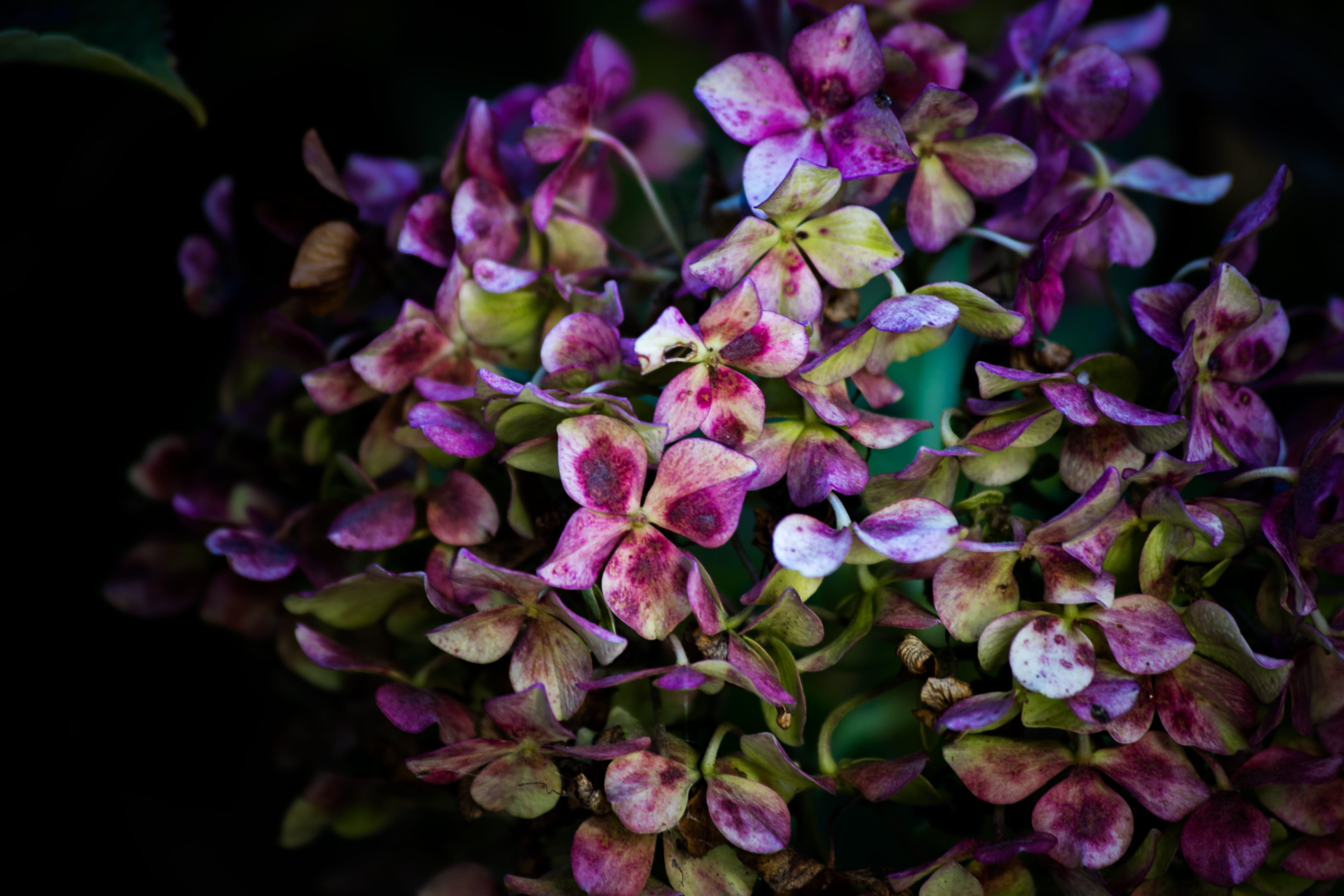 black background, beauty in nature, vulnerability, outdoors, pinehaven, black backgroud, flower arrangement, springtime, flower head, new zealand, close-up, HD Wallpaper