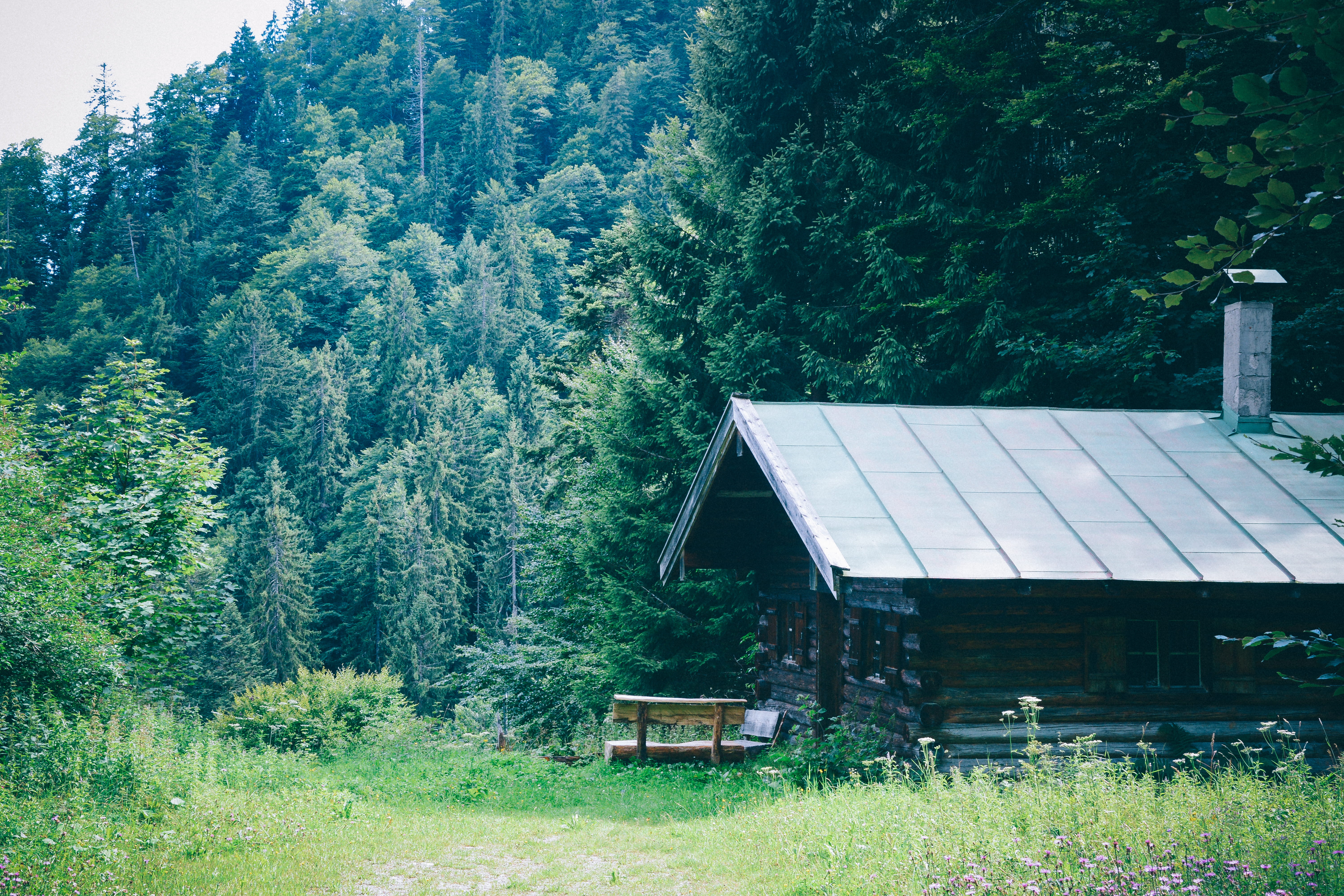 nature, building exterior, forest, roof, green color, land, waldgaststätte grünhütte, bad wildbad, house, gruen hutte, tranquility, cabin, 5K, architecture, HD Wallpaper
