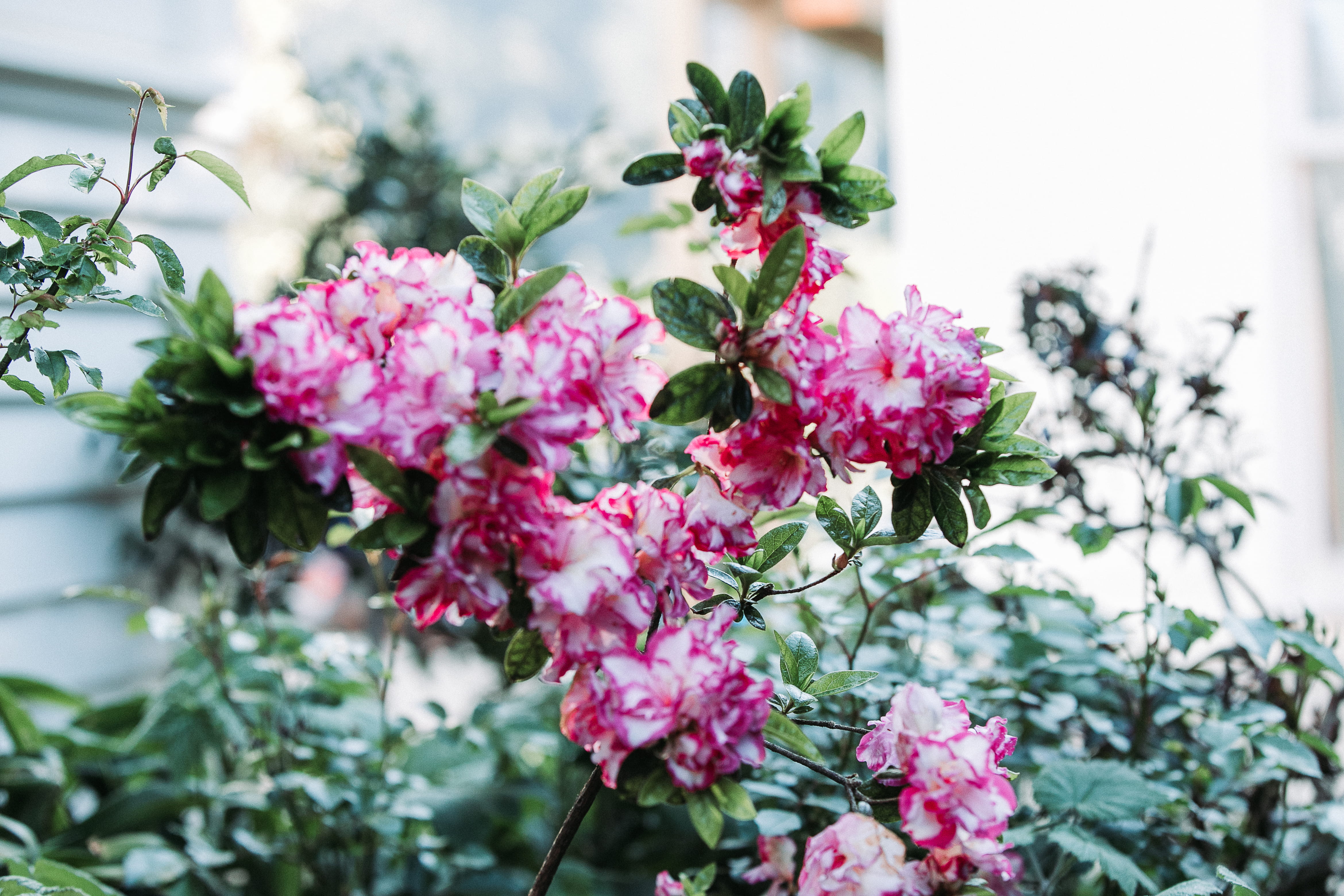 selective focus, lilac, pink color, spring, new zealand, flowering plant, nature, inflorescence, bunch of flowers, day, flower, plant part, plant, flower head, HD Wallpaper
