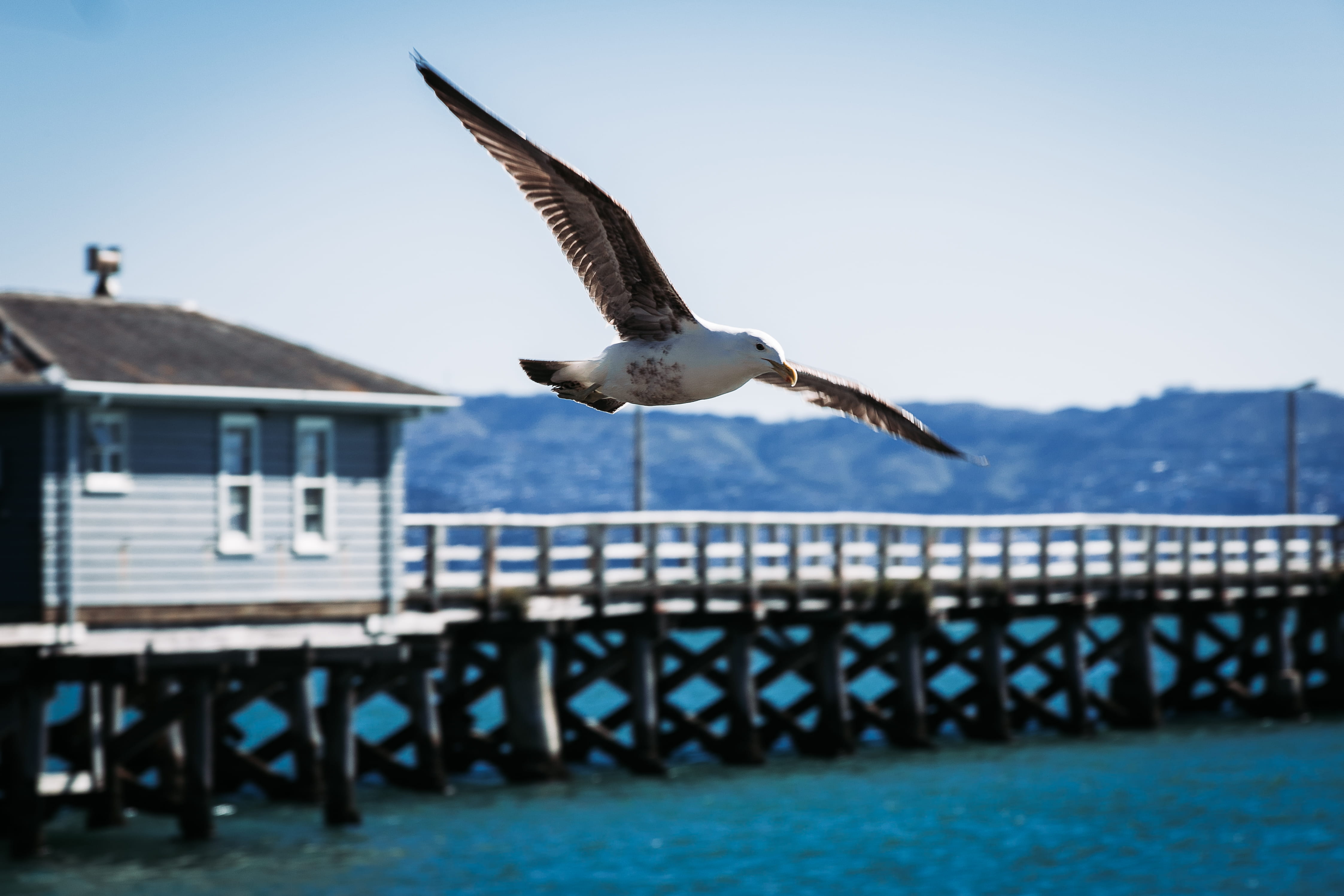 mid-air, seagull, built structure, eagle, booby, water, clear sky, outdoors, around, day, nature, flying, new zealand, eastbourne, no people, animal, sky, HD Wallpaper