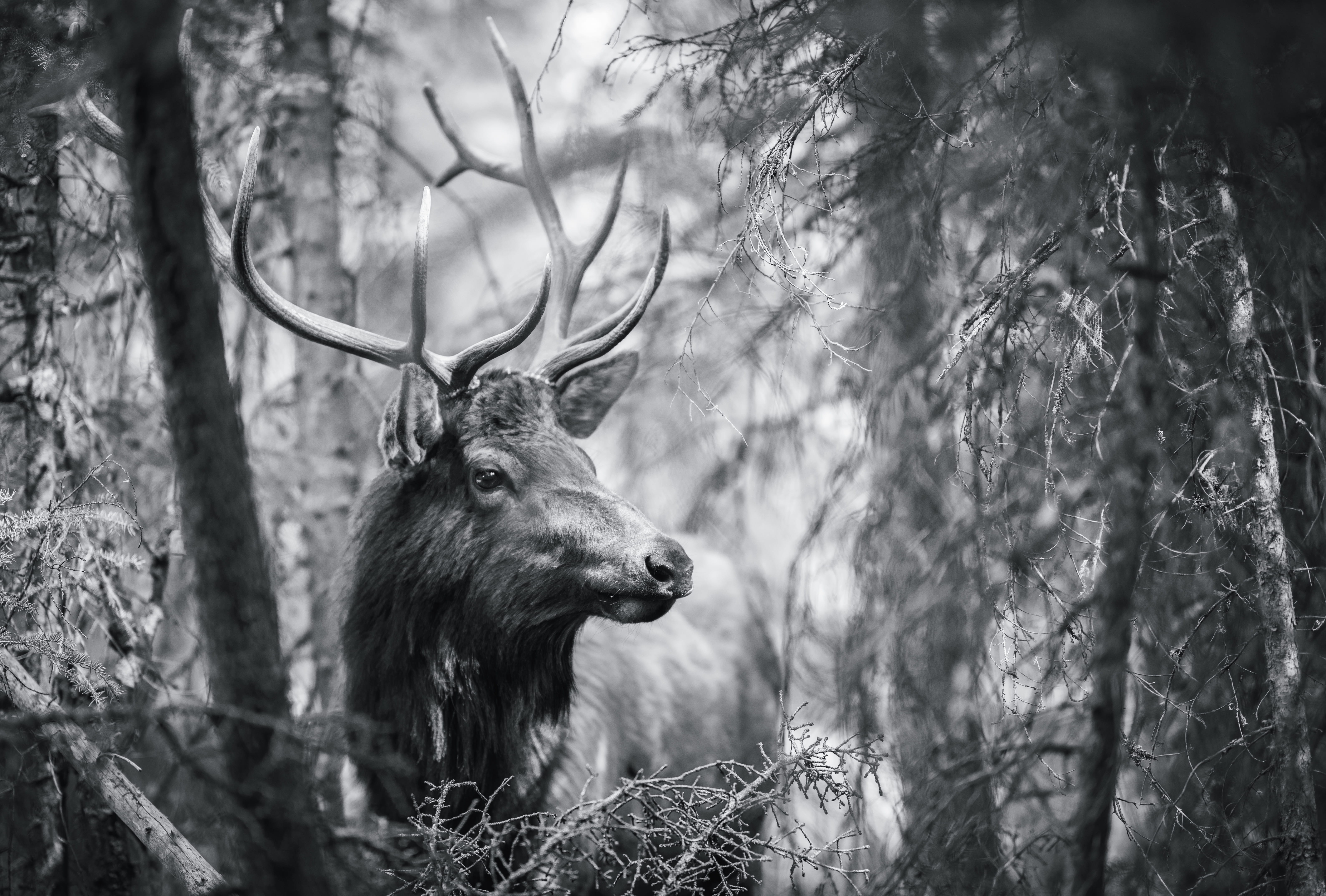 tree, deer, moos, 5K, photography, wildanimal, banff, animal, one animal, land, no people, canada, focus on foreground, plant, stag, elk, herbivorous, HD Wallpaper