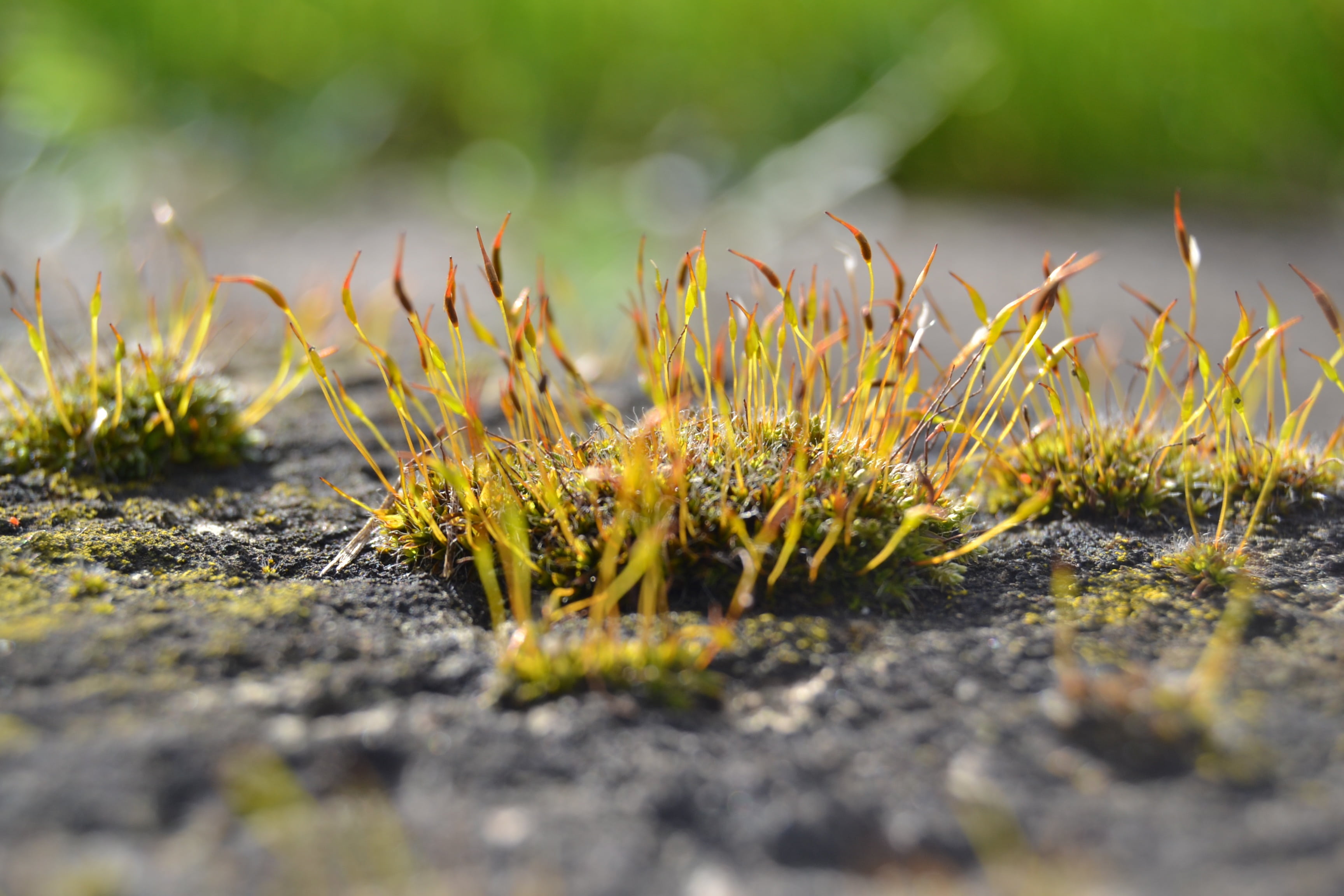 land, beauty in nature, freshness, natural, lichen, plant, close-up, vulnerability, day, growth, wald, surface level, moos, selective focus, 2K, yellow, HD Wallpaper
