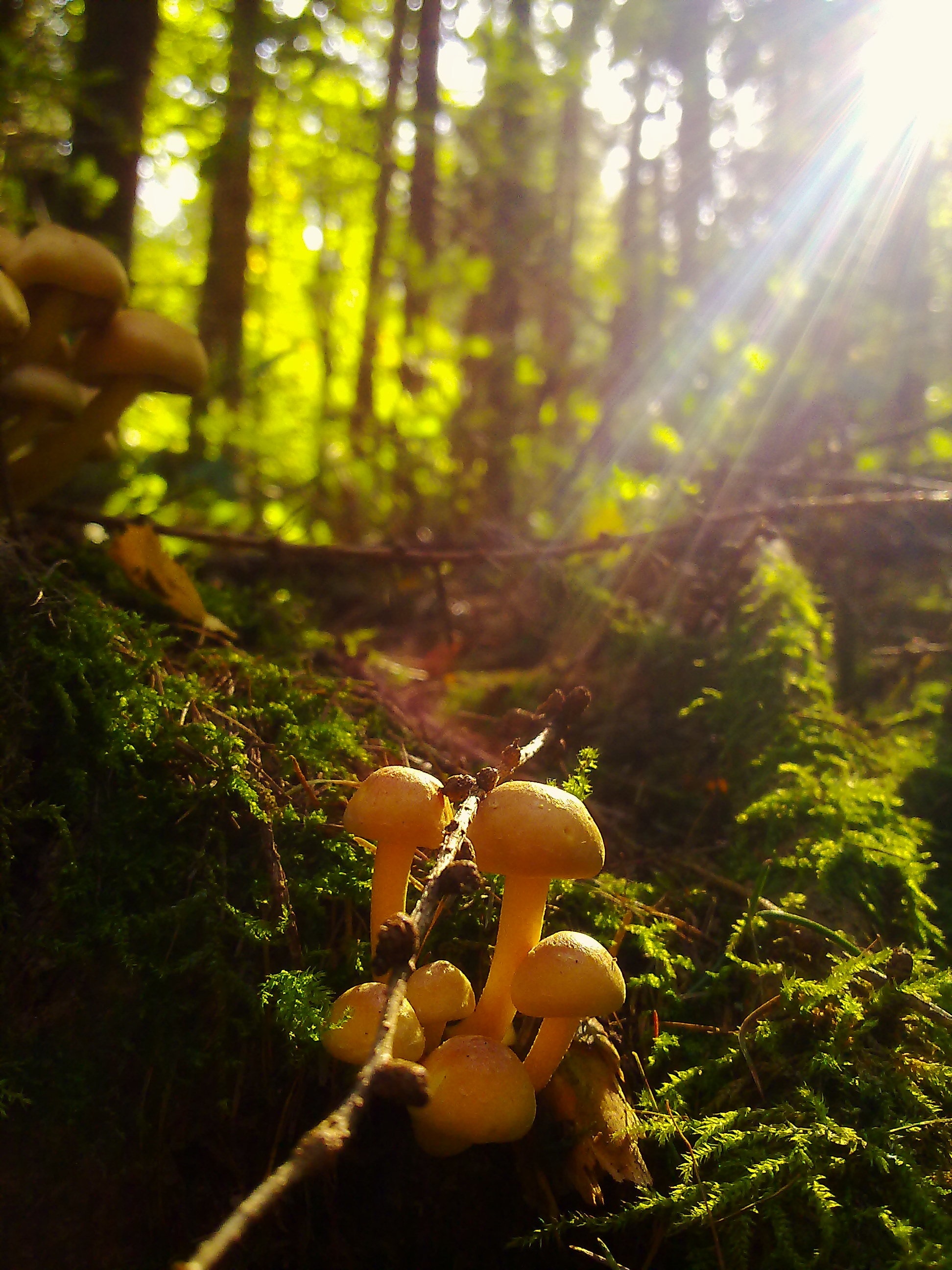 2K, flora, forest, sunbeam, germany, forest ground, vegetable, shine, toadstool, tranquility, moss, sunlight, nature, focus on foreground, mushroom, ground, Phone HD Wallpaper