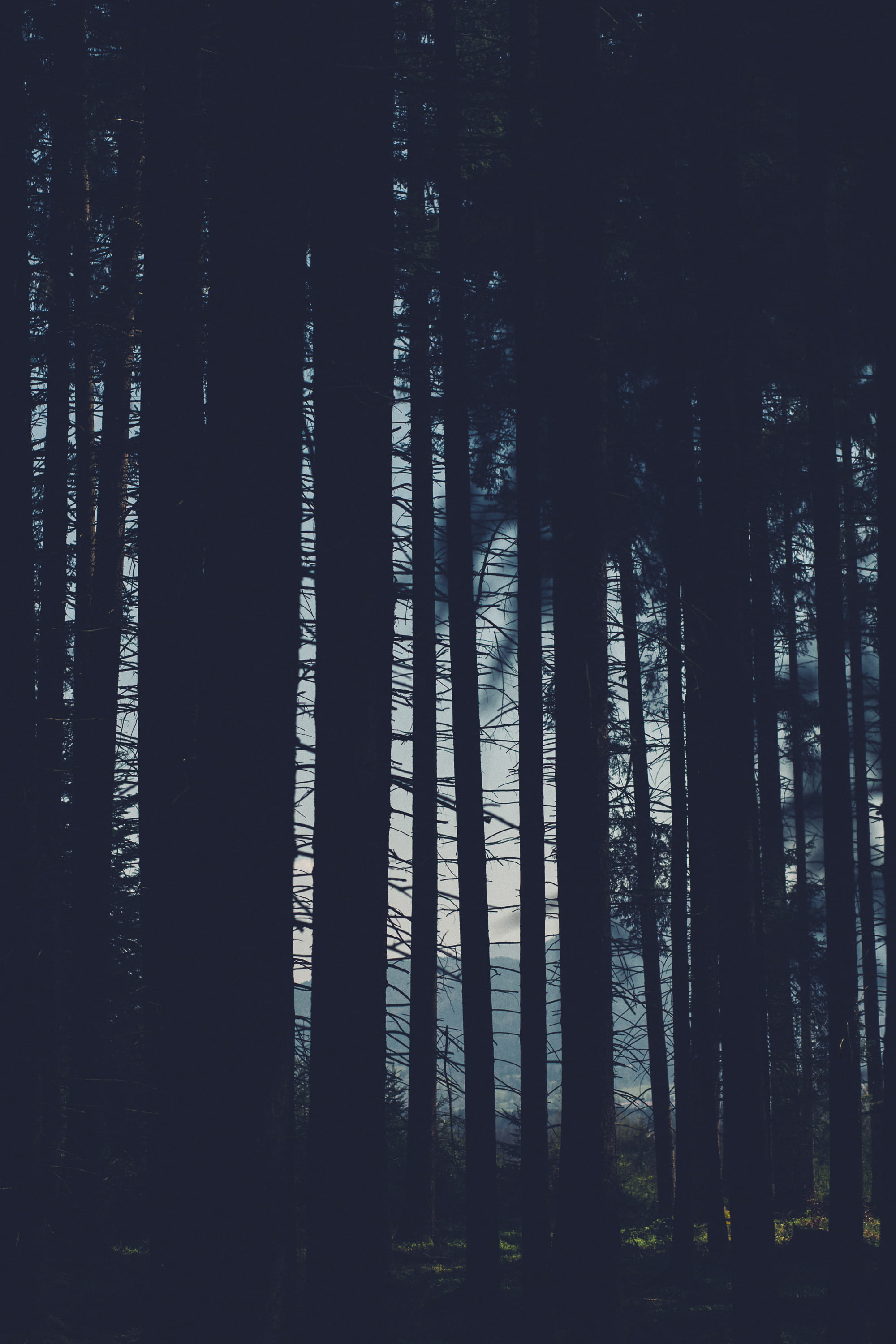 day, scenics - nature, plant, silhouettes, land, landscape, tranquility, trees, environment, blackandwhite, beauty in nature, simple, murnauer moos, effect, Phone HD Wallpaper