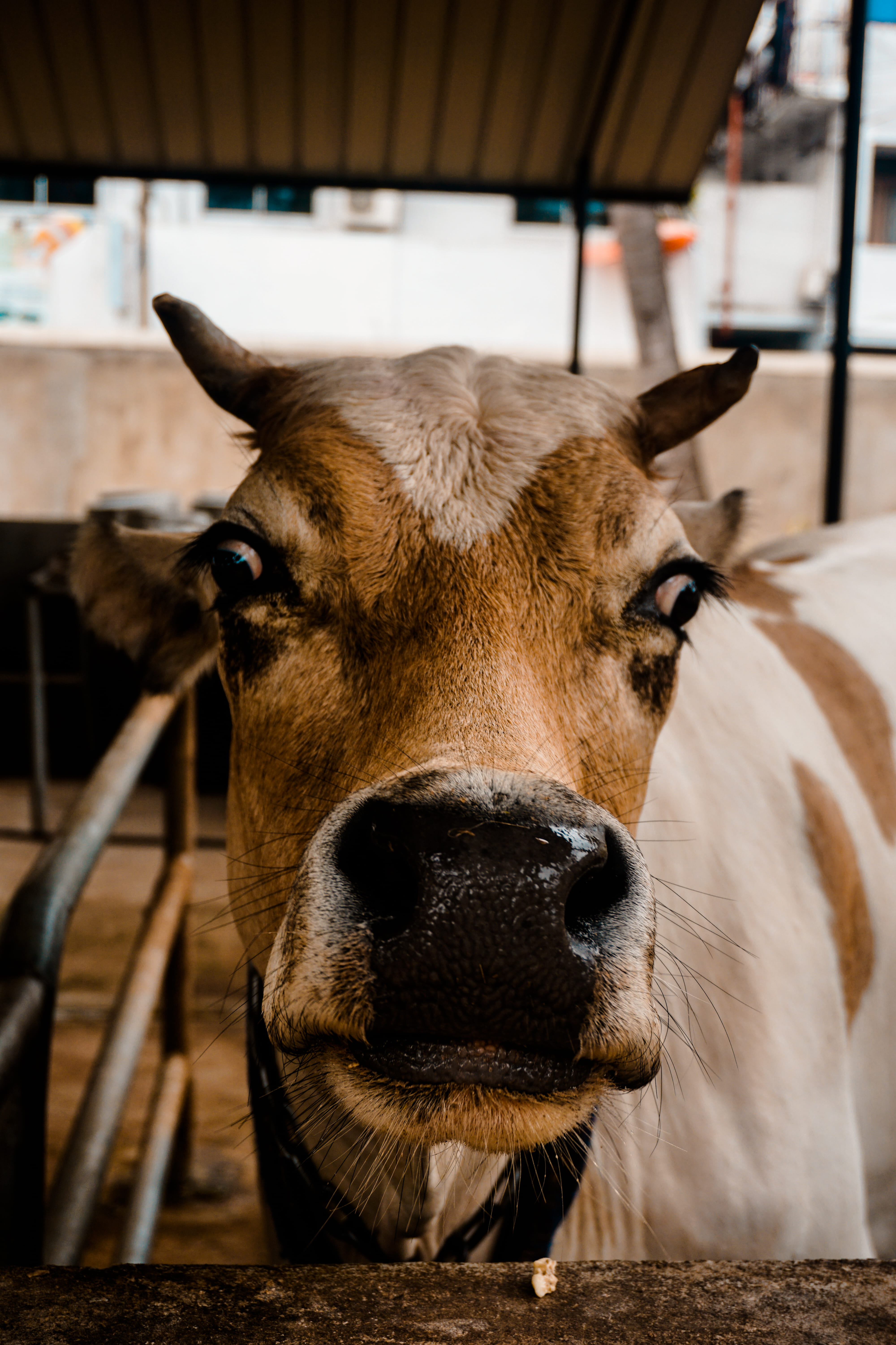 shock, animal pen, pets, bull, shoot, indoors, one animal, animal, brown, animal nose, nose, close-up, animal head, eye, domestic, animal themes, surprised, Phone HD Wallpaper