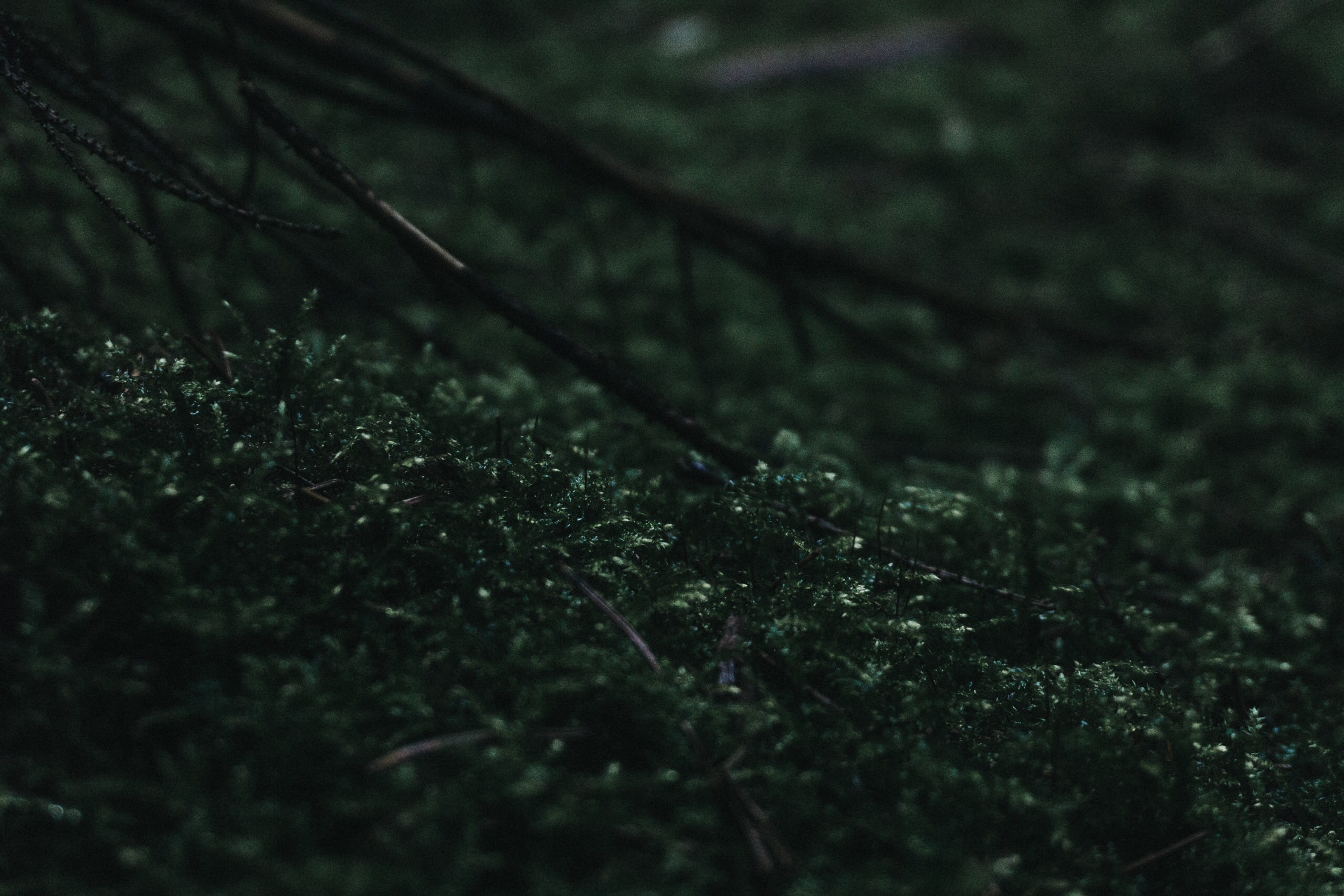 selective focus, beauty in nature, green, day, 2K, land, growth, nature, backgrounds, macro, plant part, grass, green color, no people, tranquility, forest, HD Wallpaper