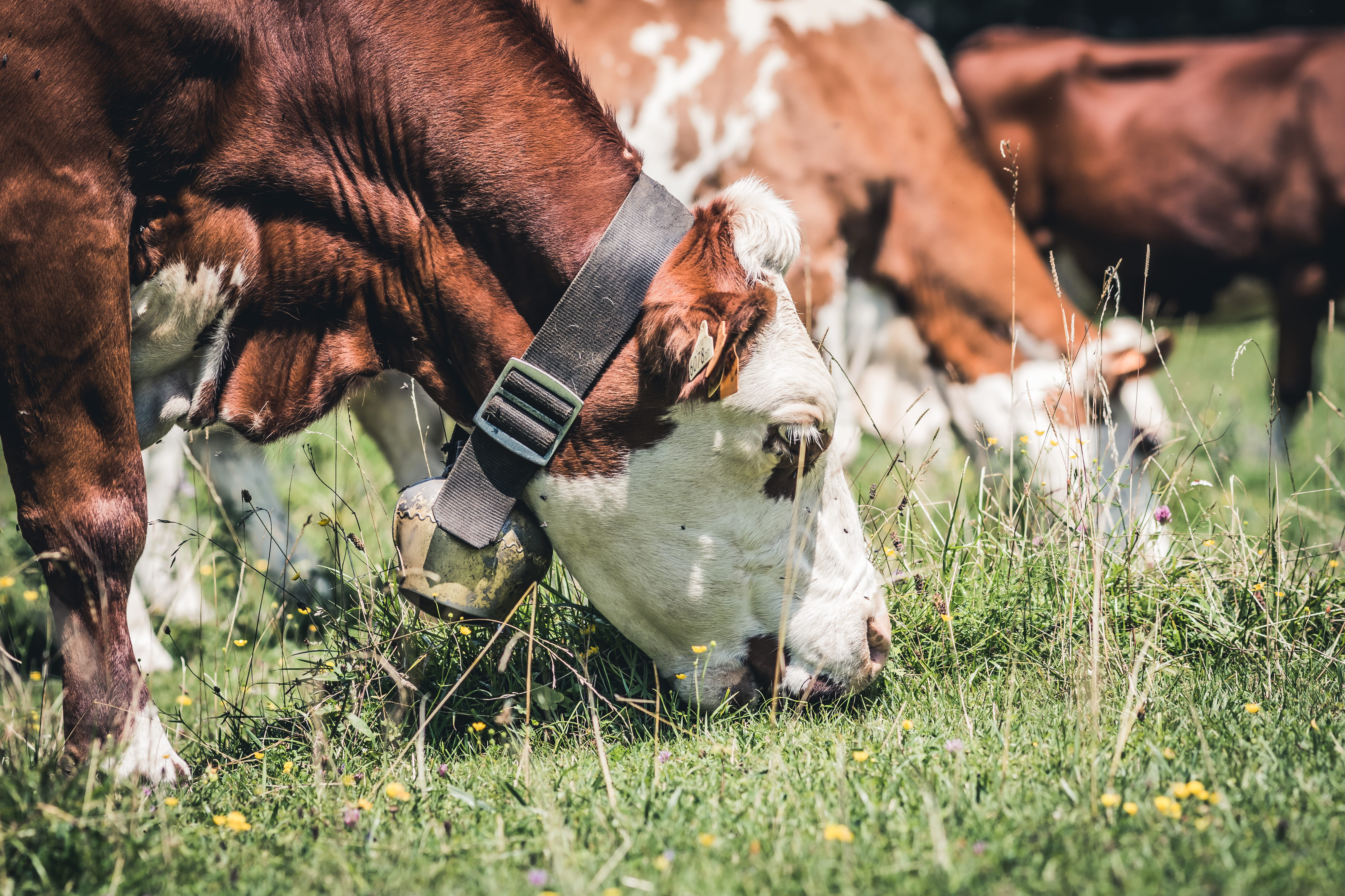 eating, cattle, moo, vertebrate, field, outdoor, livestock, agriculture, herbivorous, herd, farmlife, pets, animal themes, grass, nature, tag, 5K, collar, HD Wallpaper
