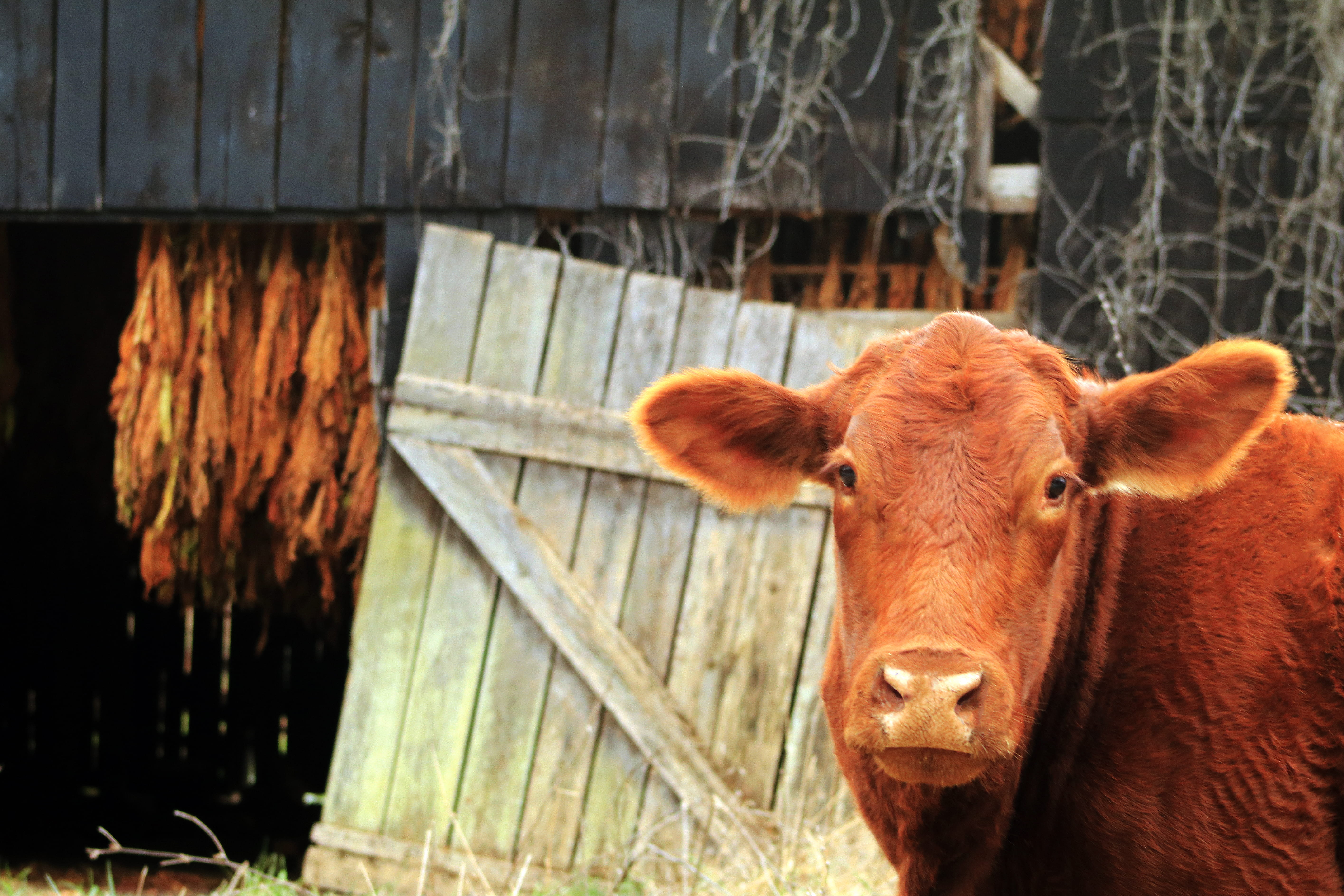 day, outdoors, brown, looking at camera, pets, cattle, wood, barrier, burley, barn door, ky, mammal, kentucky, 5K, black barn, animal, nature, HD Wallpaper