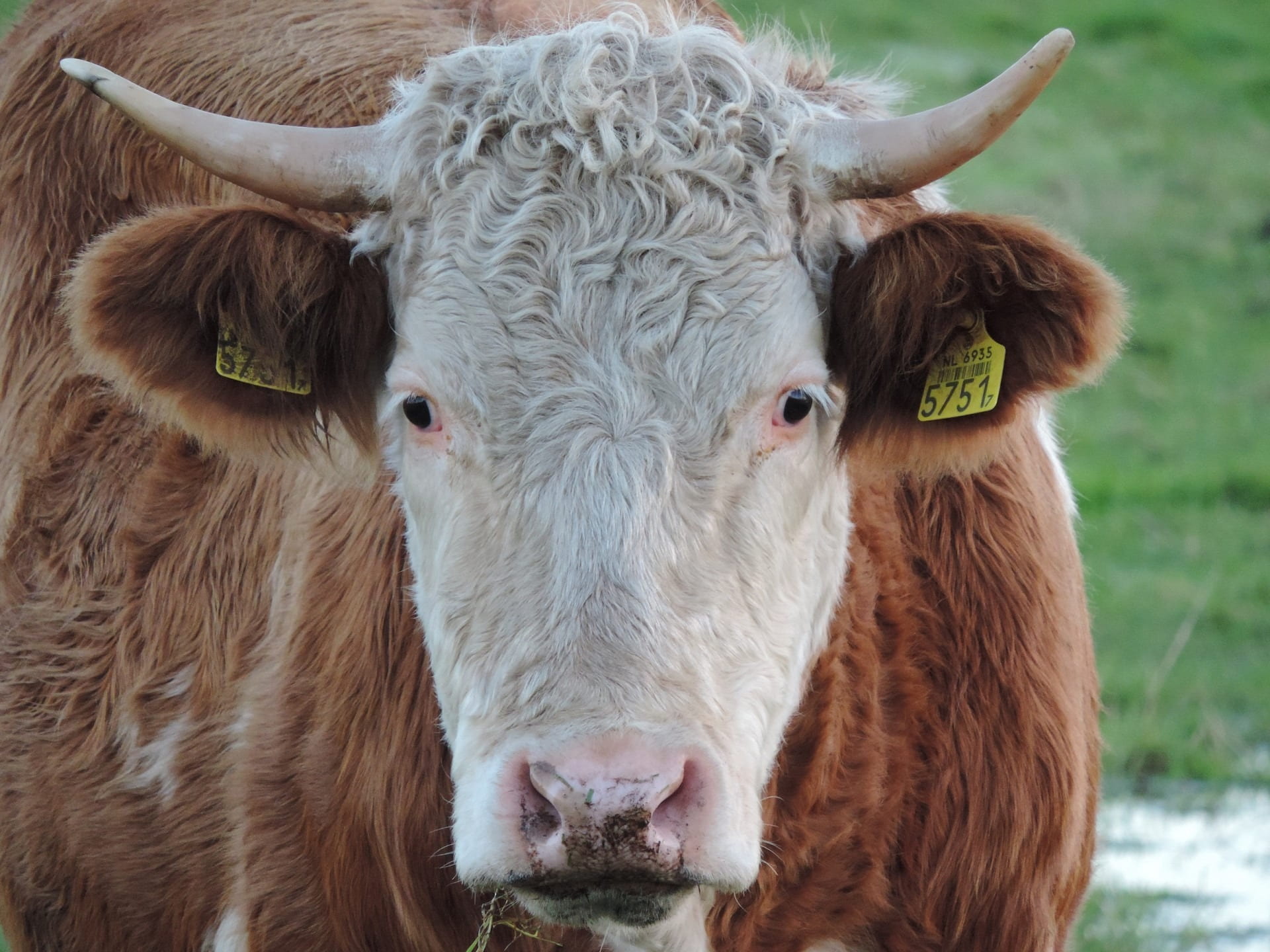 country, domestic, moo, domestic animals, milk, one animal, wild, horned, mammal, bull, herd, domestic cattle, animal, head, cattle, agriculture, pastoral, HD Wallpaper