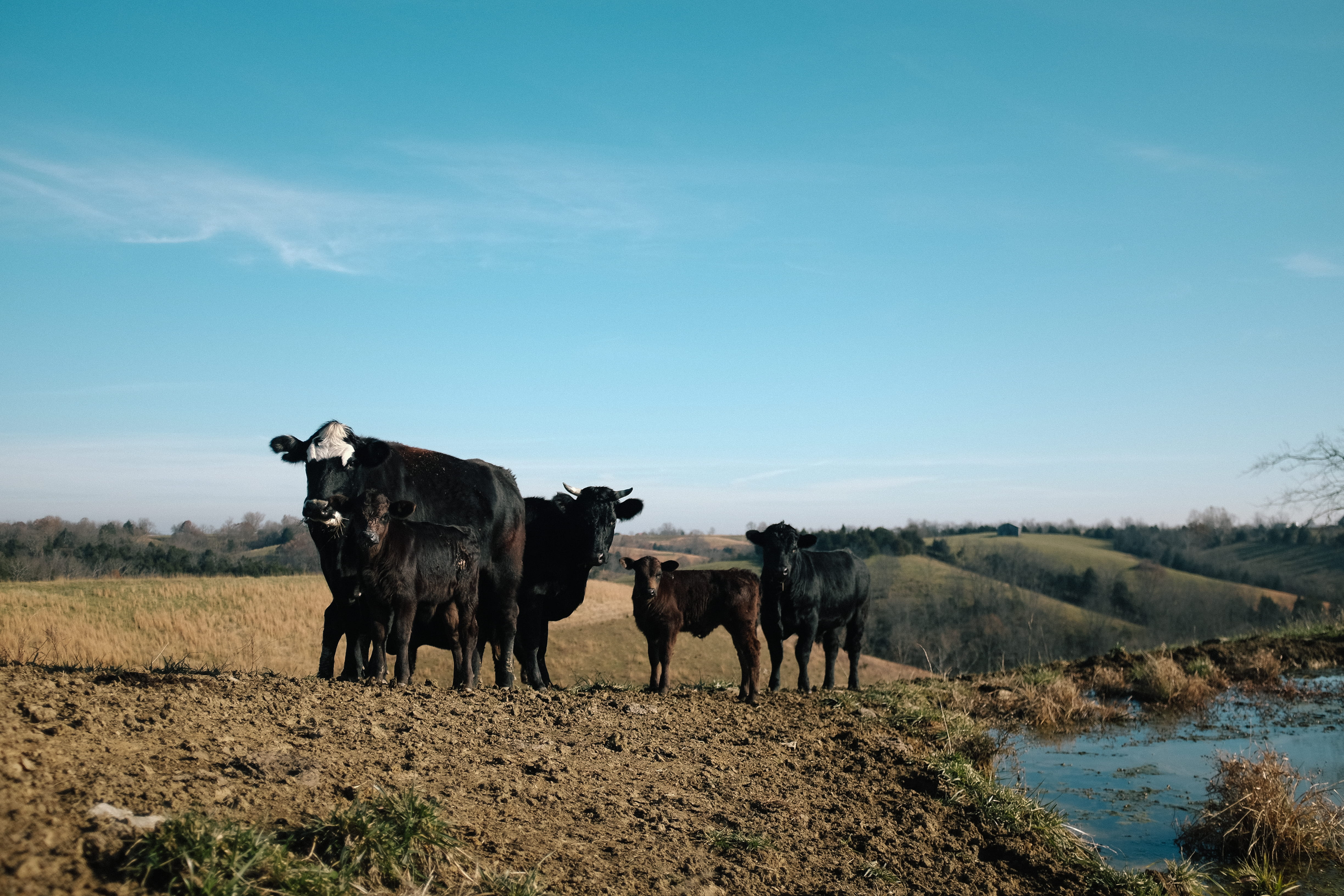 cow, day, daytime, pond, herbivorous, sky, pets, moo, livestock, environment, no people, domestic, field, domestic animals, animal themes, nature, mammal, HD Wallpaper
