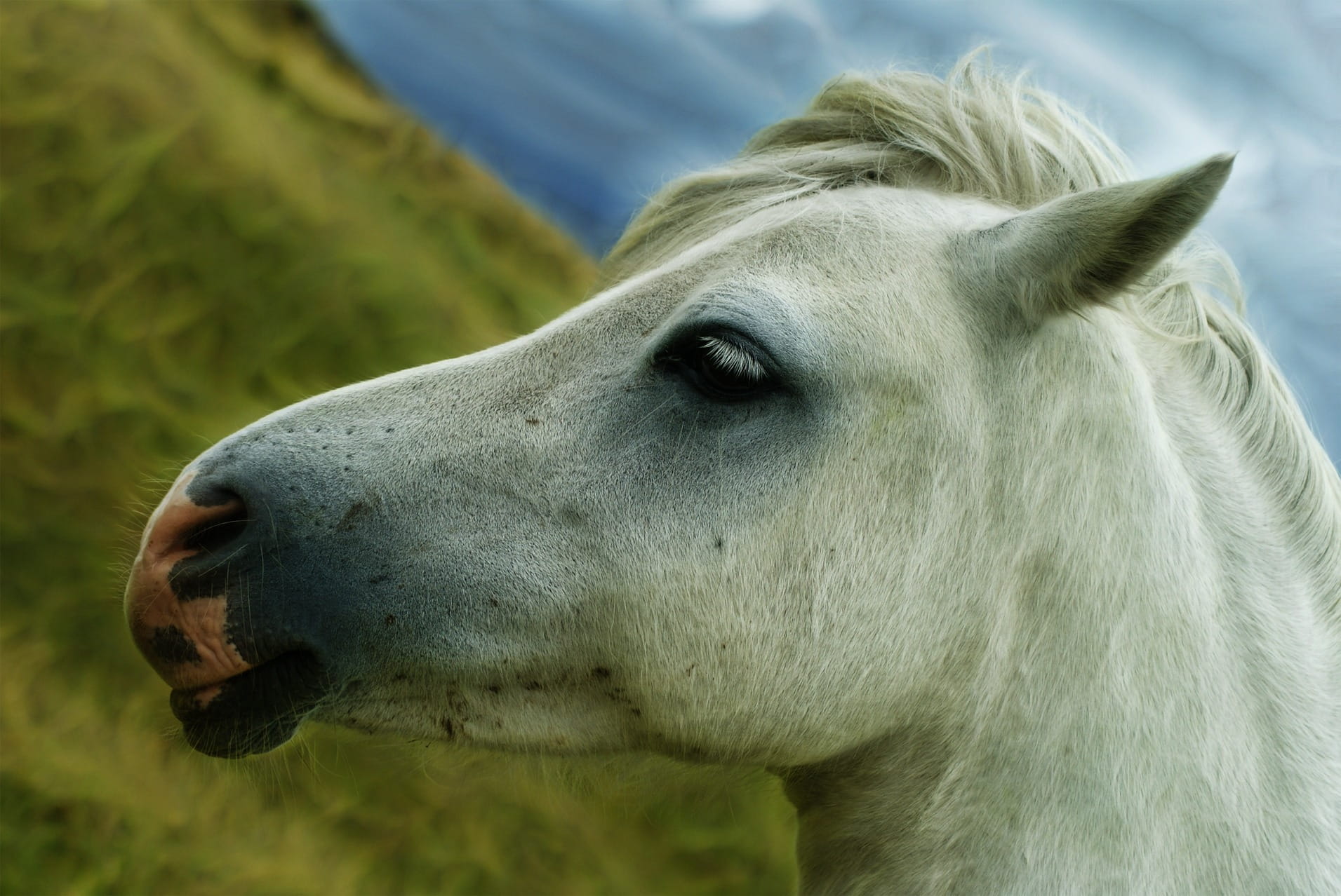 animal, sky, outdoors, moo, profile view, photo, animal eye, cute, pets, animals And Pets, animal themes, mammals, domestic, grass, macro, mammal, countryside, HD Wallpaper