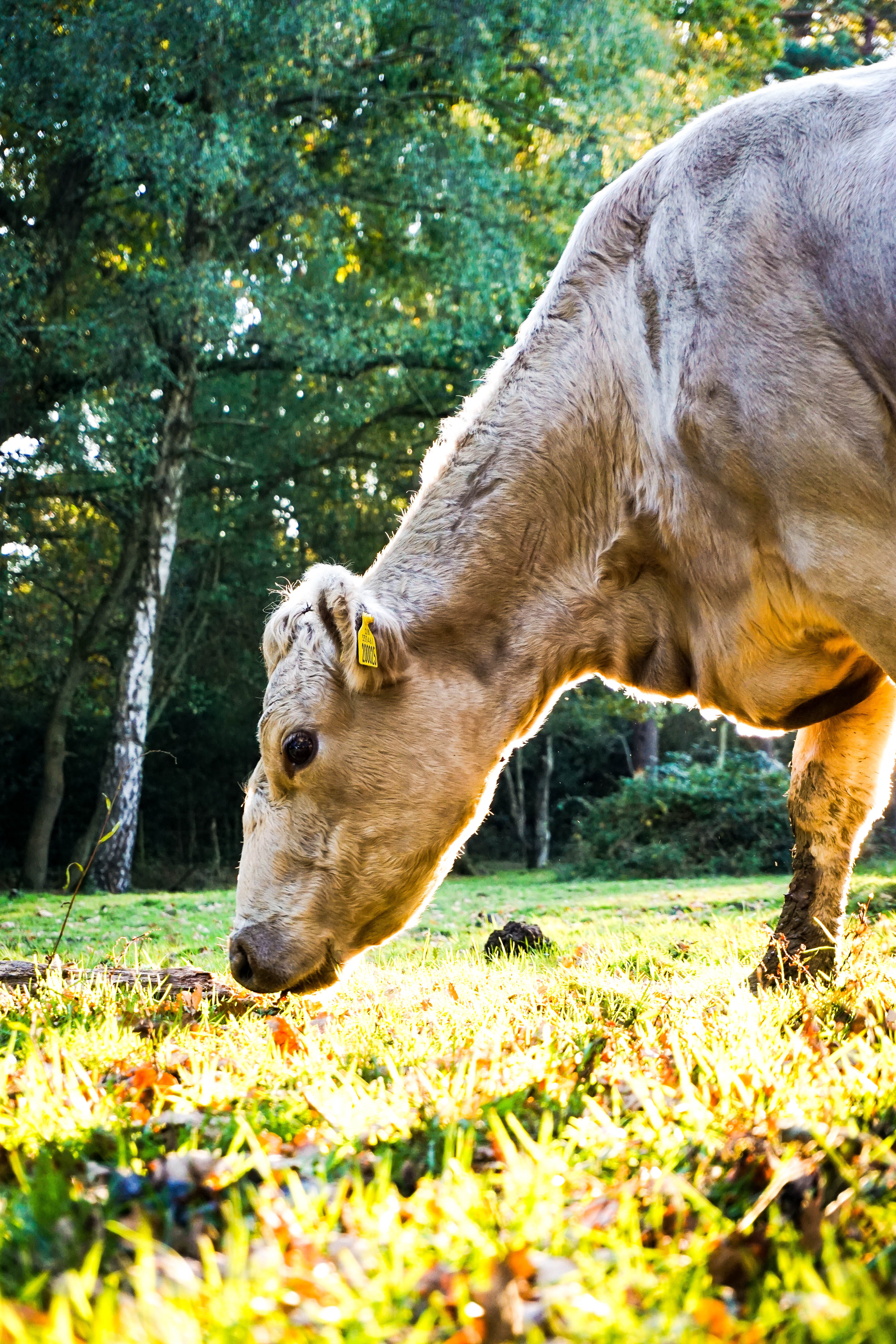 herbivorous, animal head, day, new forest, nature, one animal, animal wildlife, 5K, ashurst fields, tree, livestock, moo, cow, eating, agriculture, plant, Phone HD Wallpaper