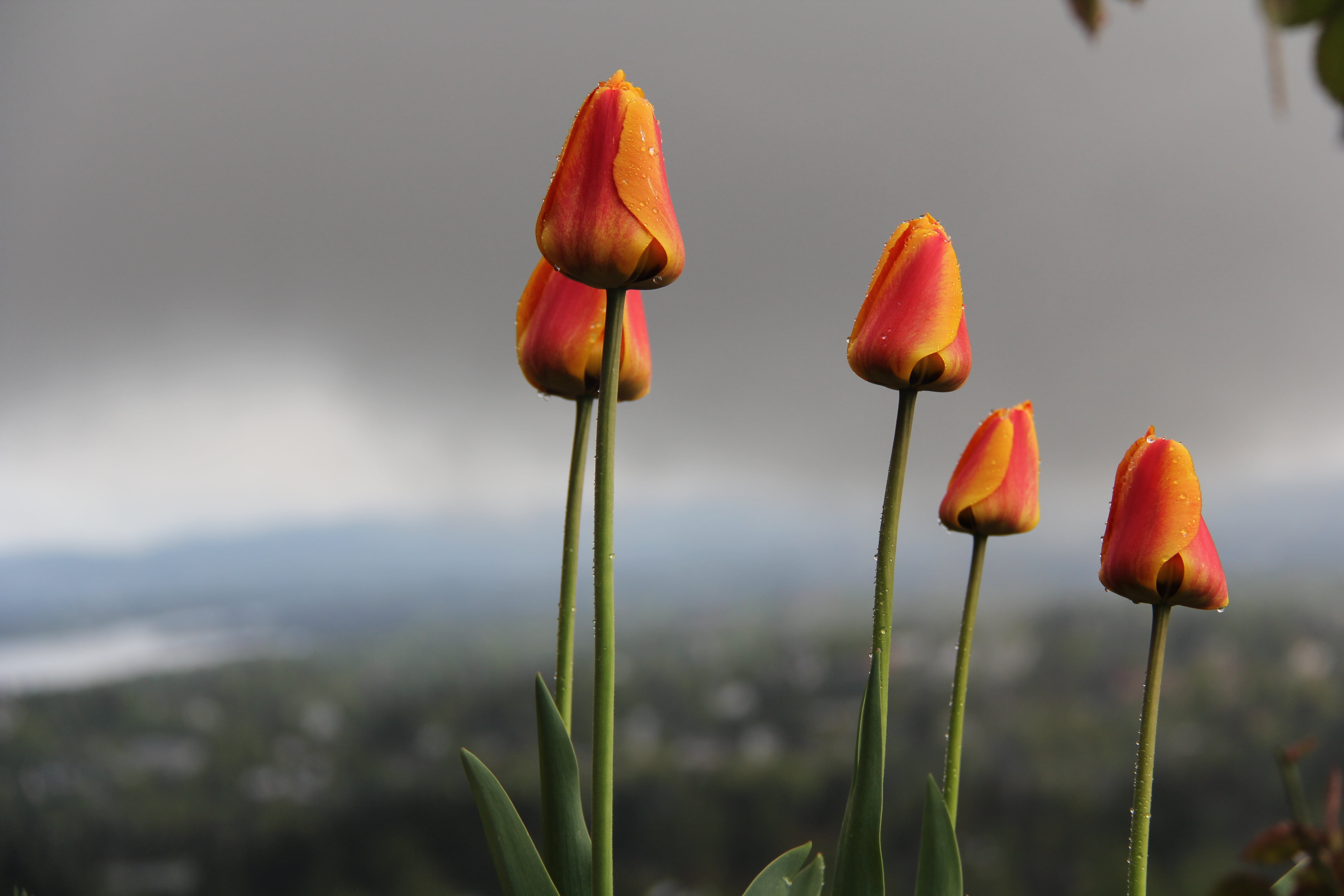 photography, beauty In Nature, plant, meadow, flower, shallow focus, STRIKING, tulip, bloom, shallow, orange, tulips, red, bokeh, poppy, rain, 5K, Superb, HD Wallpaper