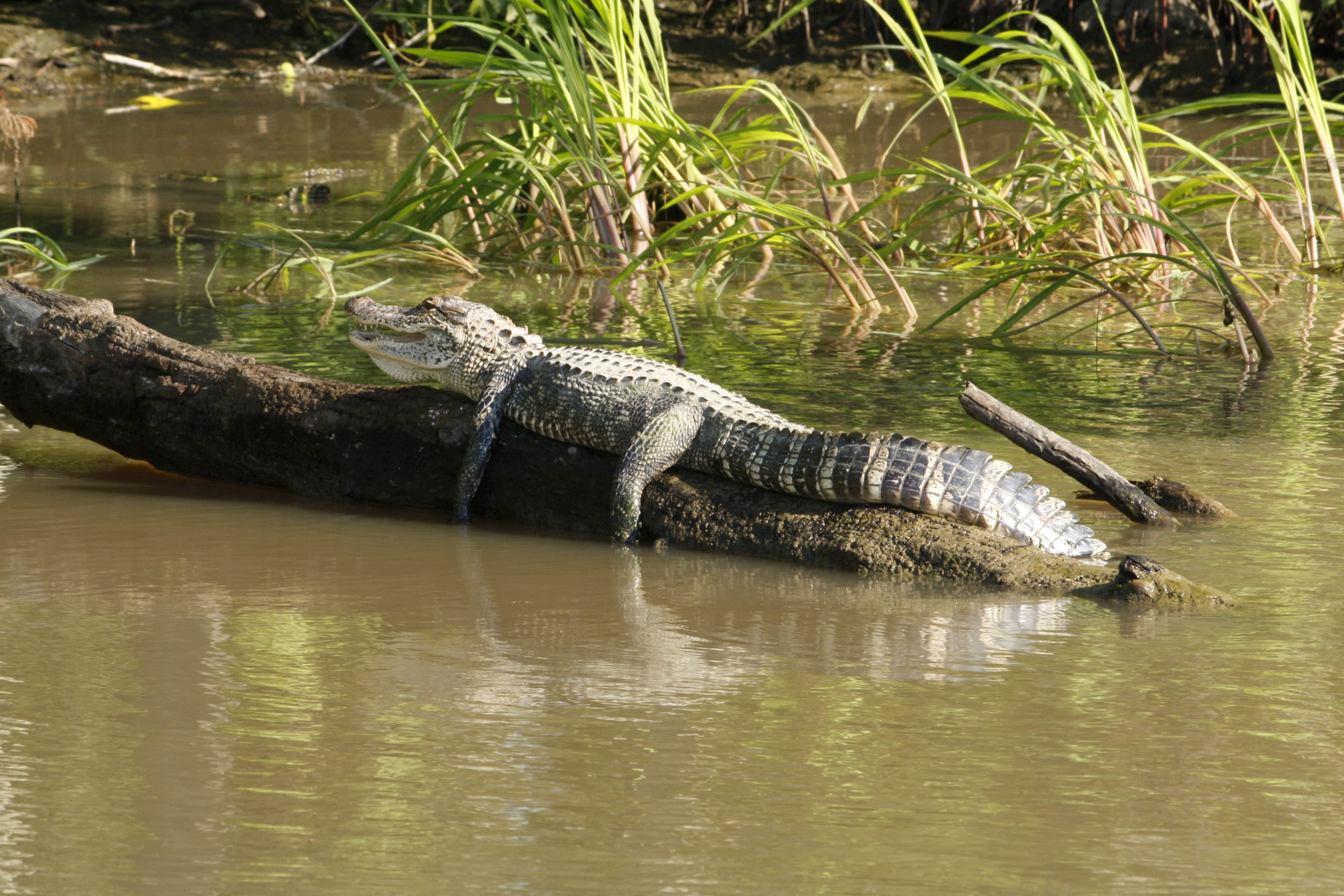 gator, sunbathing, log, 4K, lake, resting, nature, relaxation, no people, wildlife, swamp, predator, one animal, sign, animal wildlife, waterfront, crocodile, HD Wallpaper