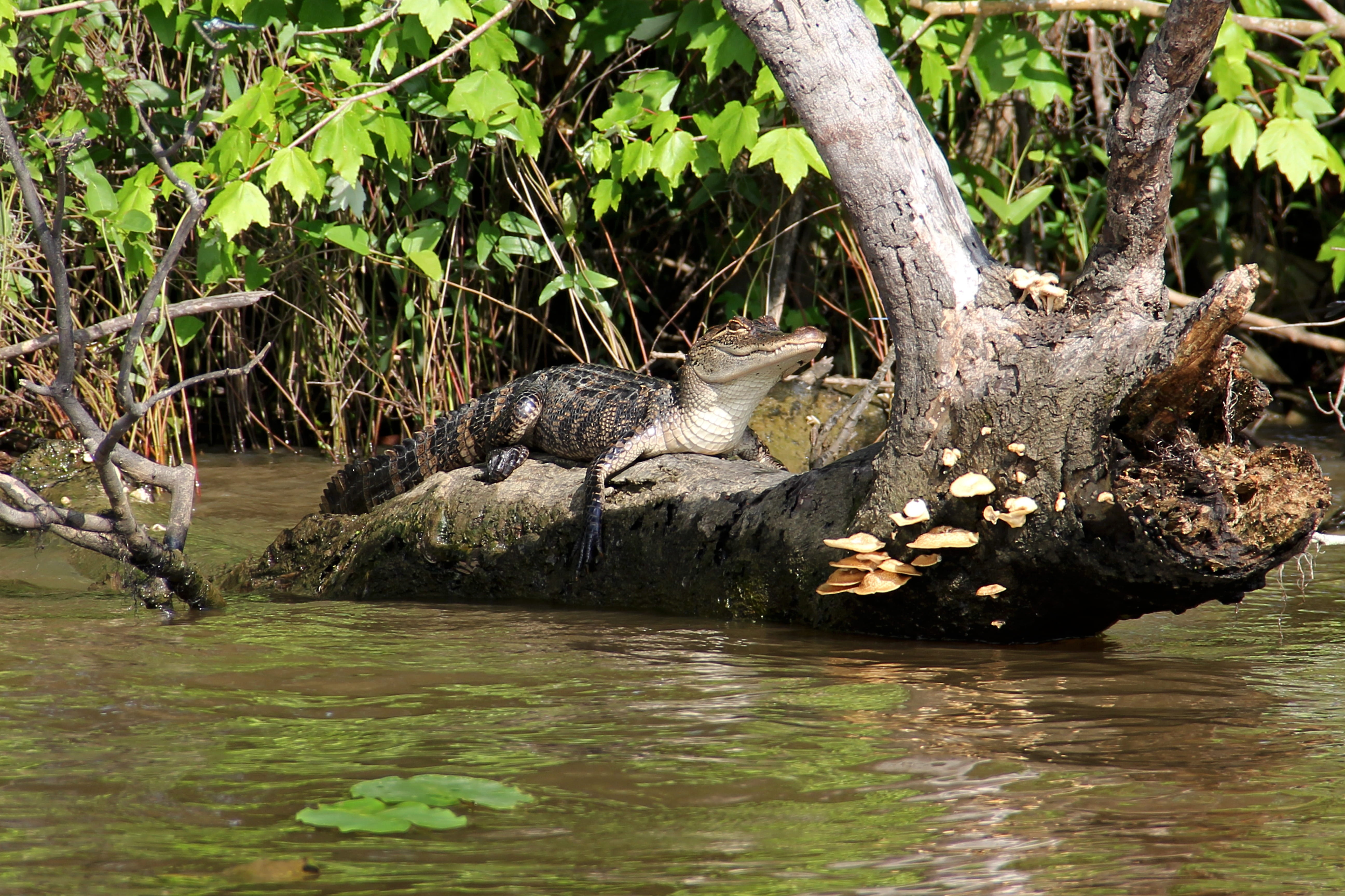 Alligator, tree, outdoors, louisiana, beauty in nature, Bayou, waterfront, tree trunk, no people, animals And Pets, 5K, gator, one animal, nature, lake, HD Wallpaper