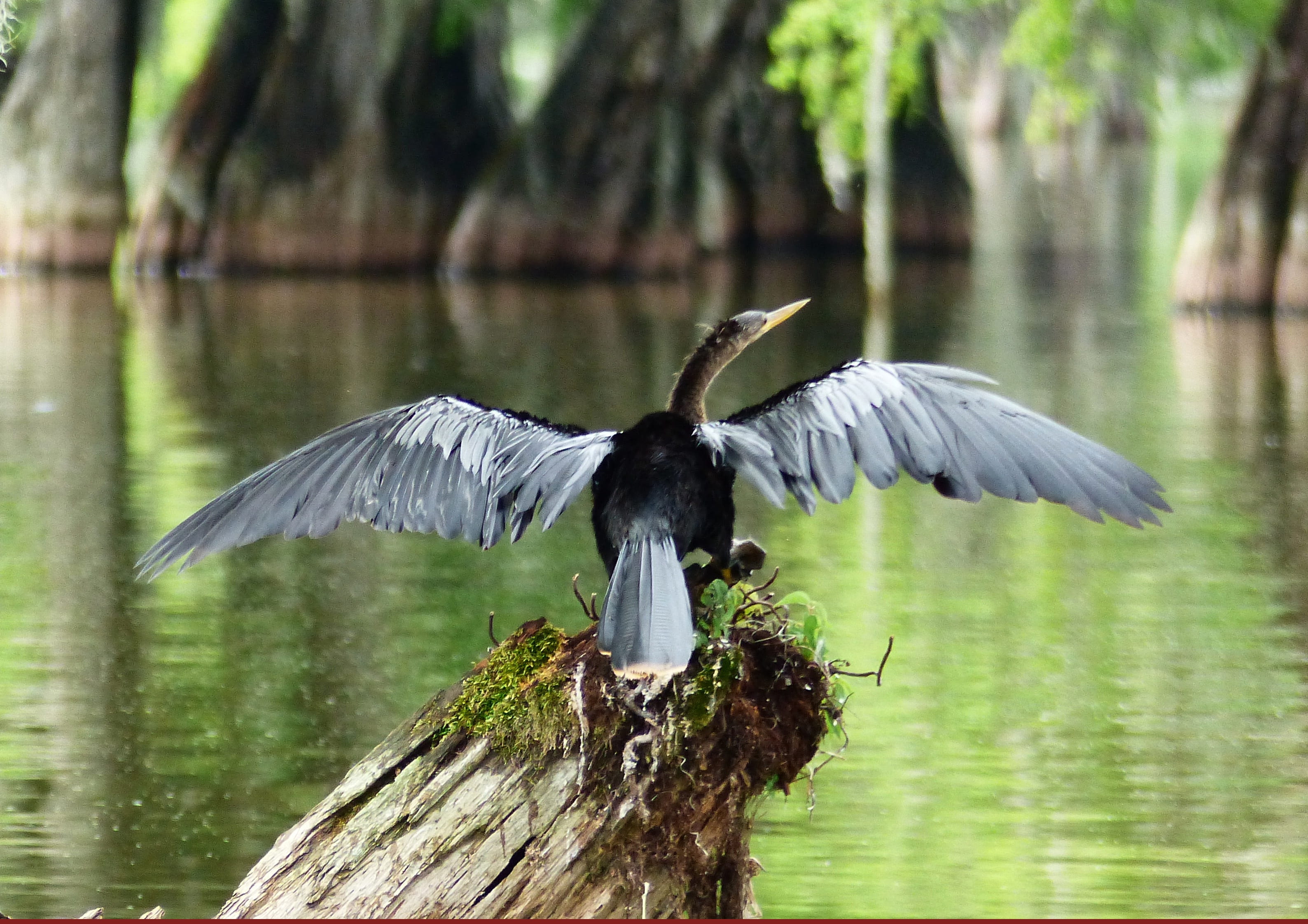 bayou, nature, sinner, spread wings, lake, outdoors, focus on foreground, tree, heron, animal wildlife, morning, vertebrate, animal themes, animal, wings, HD Wallpaper