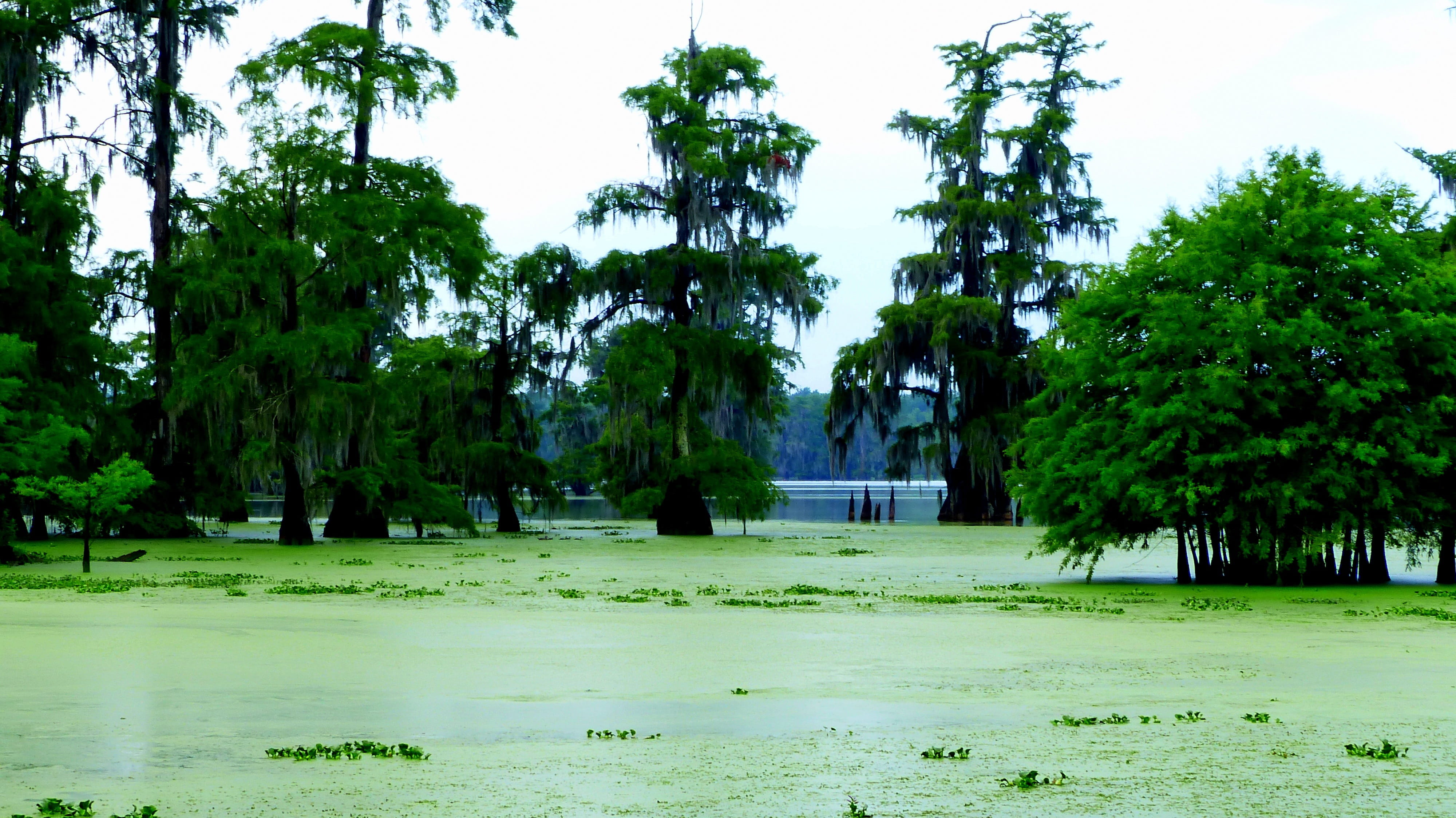 green color, no people, park, landscape, water, environment, beauty in nature, tranquil scene, louisiana, nature, quiet, tree, reflection, bayou, plant, HD Wallpaper