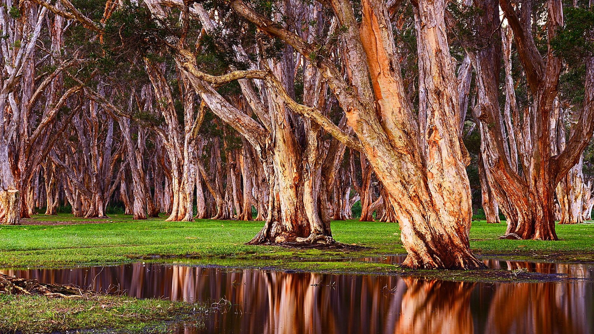 centennial park, scenics - nature, green color, tranquil scene, 1080P, swamp, vegetation, nature, forest, lake, growth, tranquility, branch, reflection, HD Wallpaper