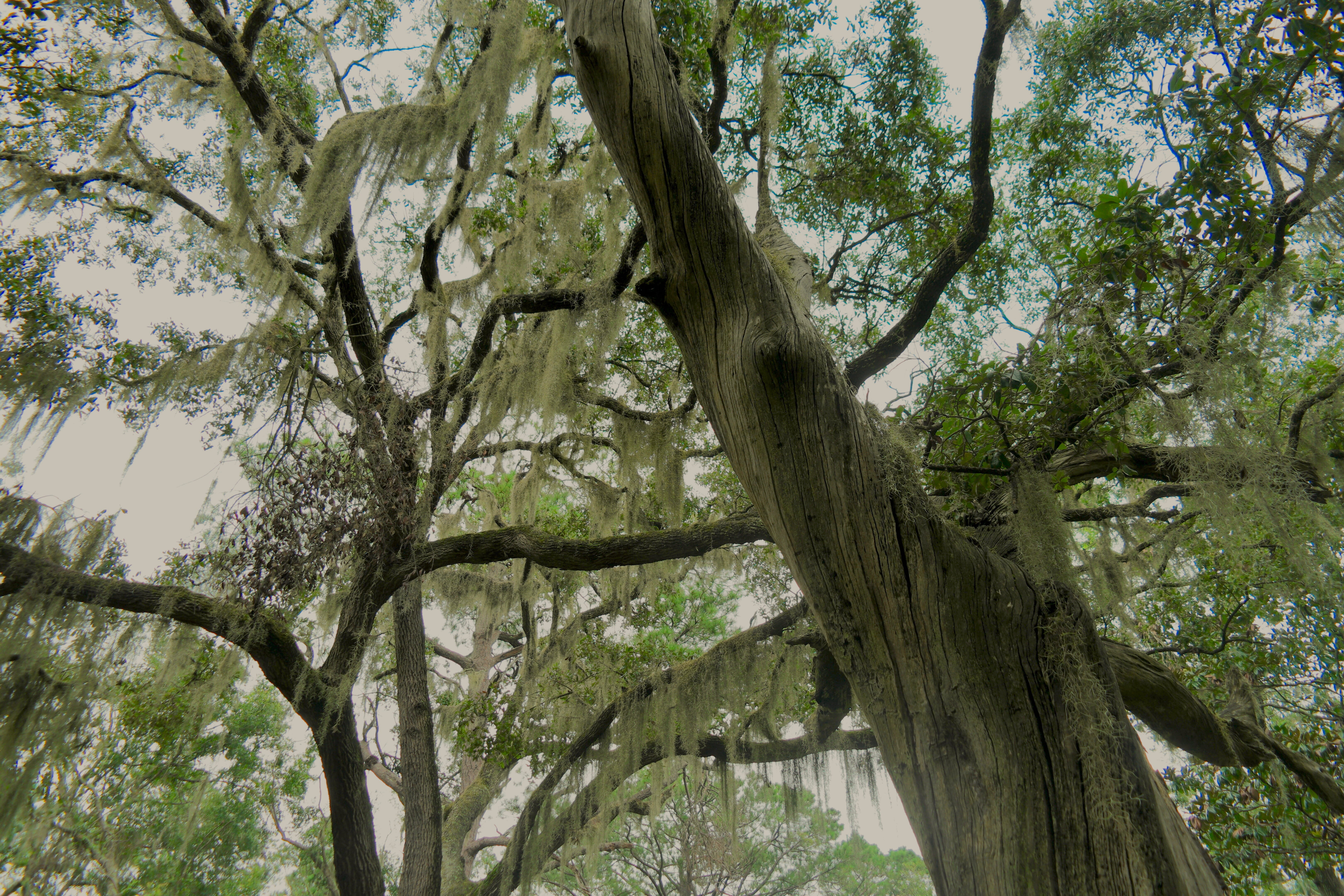 park, 5K, south carolina, branch, trunk, spanish moss, forest, low, backgrounds, tall, look up, tree, day, lichen, canopy, green color, plant, photography, HD Wallpaper