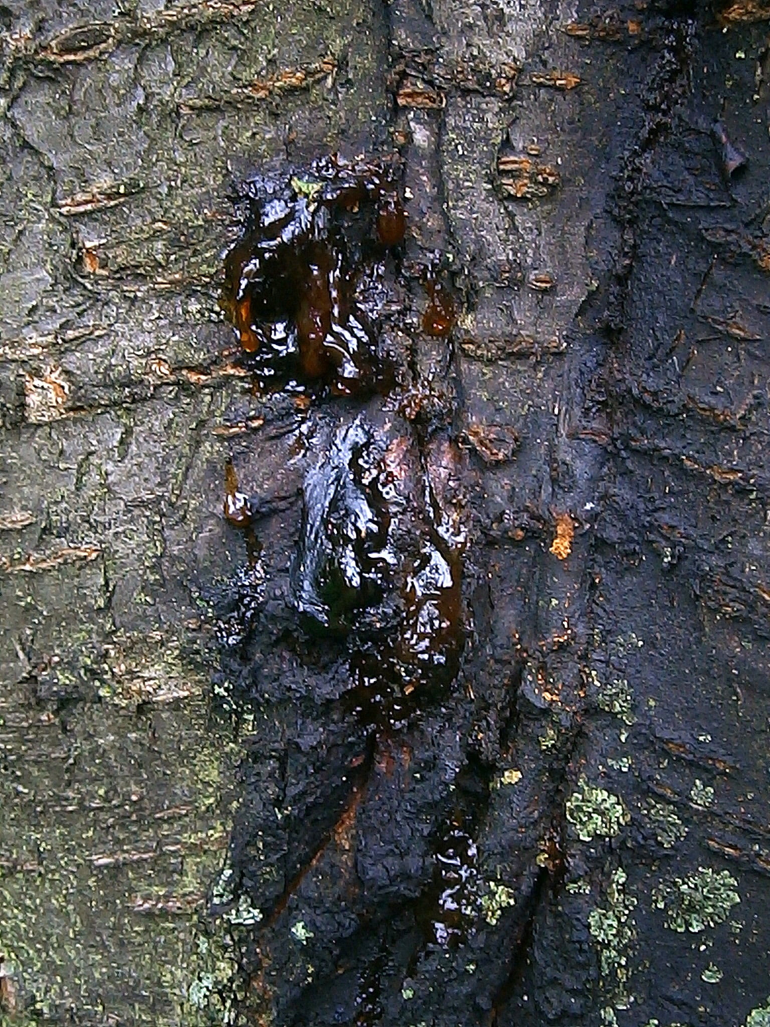 wood - Material, close, high angle view, bark, water, tree Trunk, animals in the wild, forest, log, outdoors, close-up, lebendharzung, 1080P, full frame, Phone HD Wallpaper
