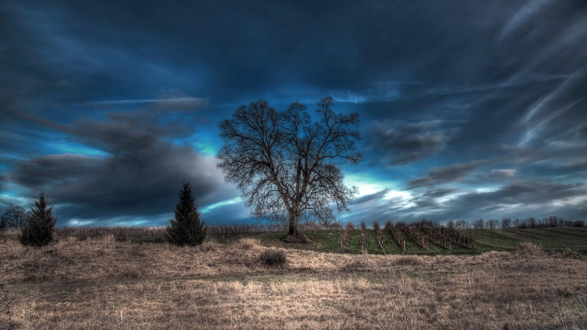 beauty in nature, nature, dark sky, remote, outdoors, 1080P, no people, cloud - sky, sky, field, landscape, day, non-urban scene, tree, lone tree, skies, HD Wallpaper