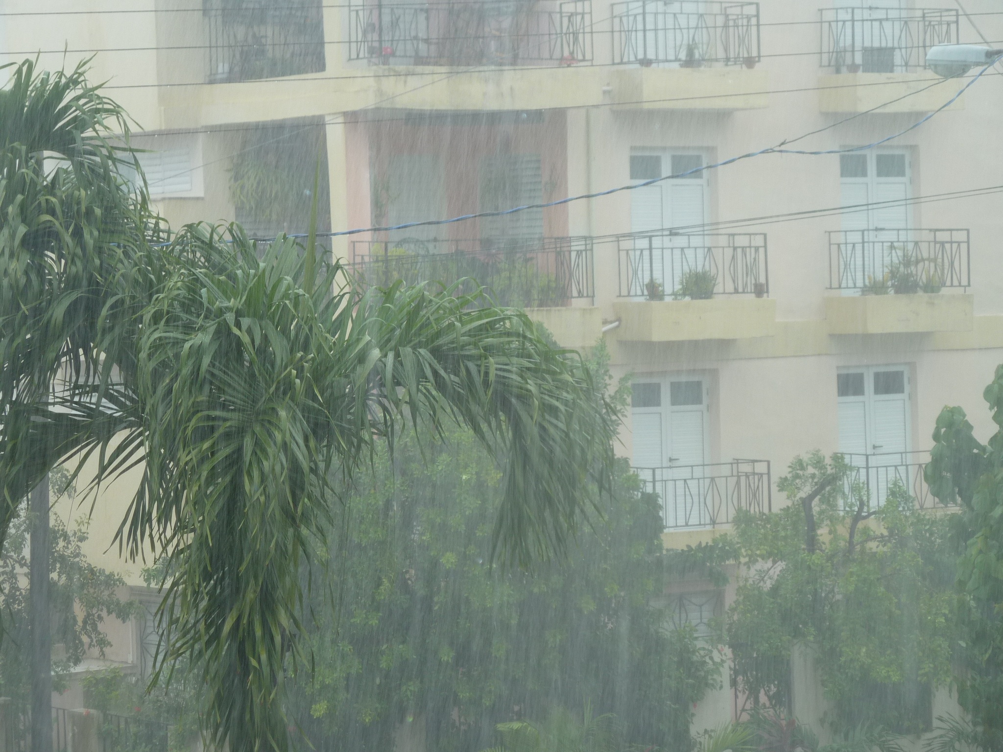 storm, strömender rain, regenwand, tropical climate, shiver, tree, wet, green color, window, plant, residential district, architecture, apartment, nature, HD Wallpaper