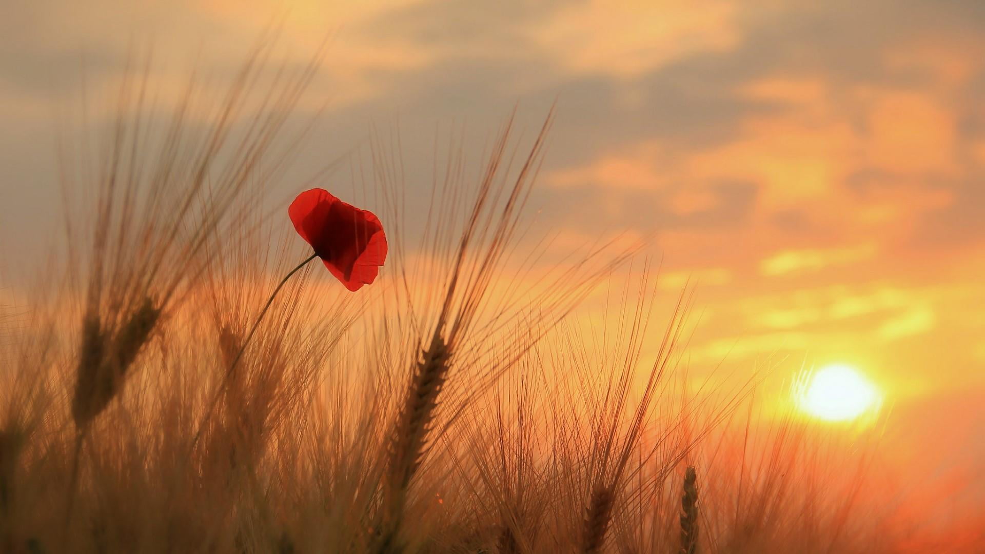 sunset, close-up, agriculture, poppy, rural scene, outdoors, field, springtime, cereal plant, landscape, land, wildflower, plant, morning, flower, red, HD Wallpaper