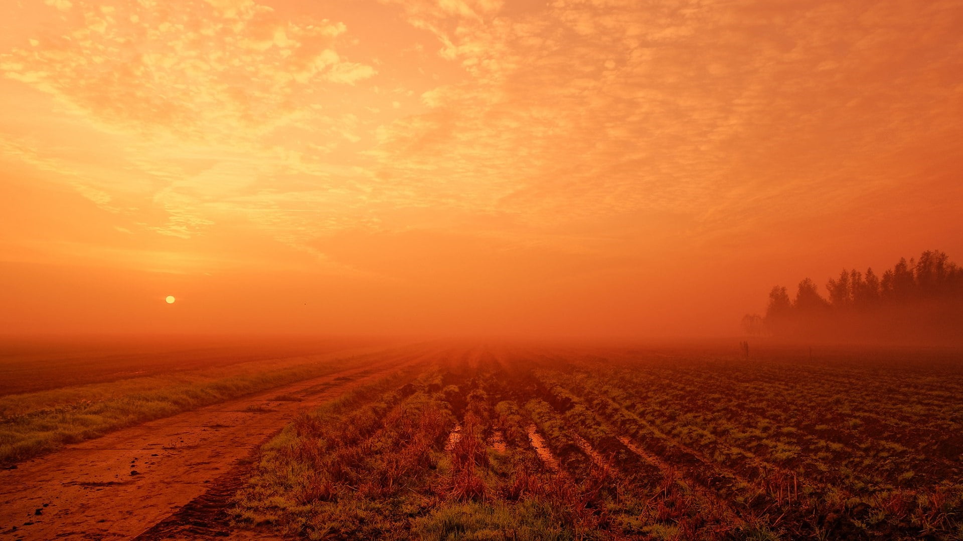 land, atmosphere of earth, landscape, morning, nature, sunlight, agriculture, afterglow, orange color, scenics - nature, tranquility, dawn, sky, environment, HD Wallpaper