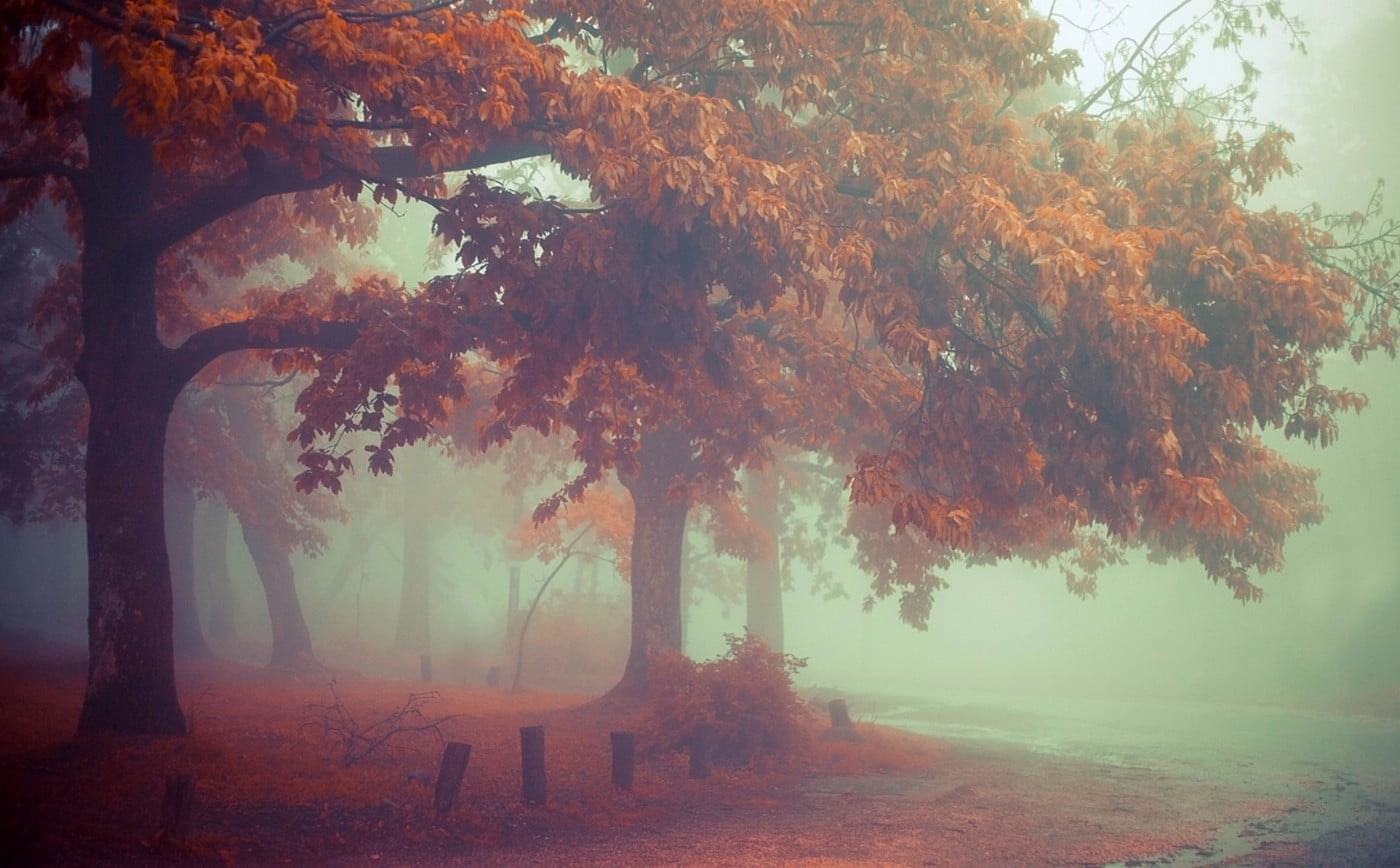 season, vibrant Color, sunlight, orange Color, tree, leafed, light - Natural Phenomenon, nature, dawn, painting, gold Colored, non-Urban Scene, forest, HD Wallpaper
