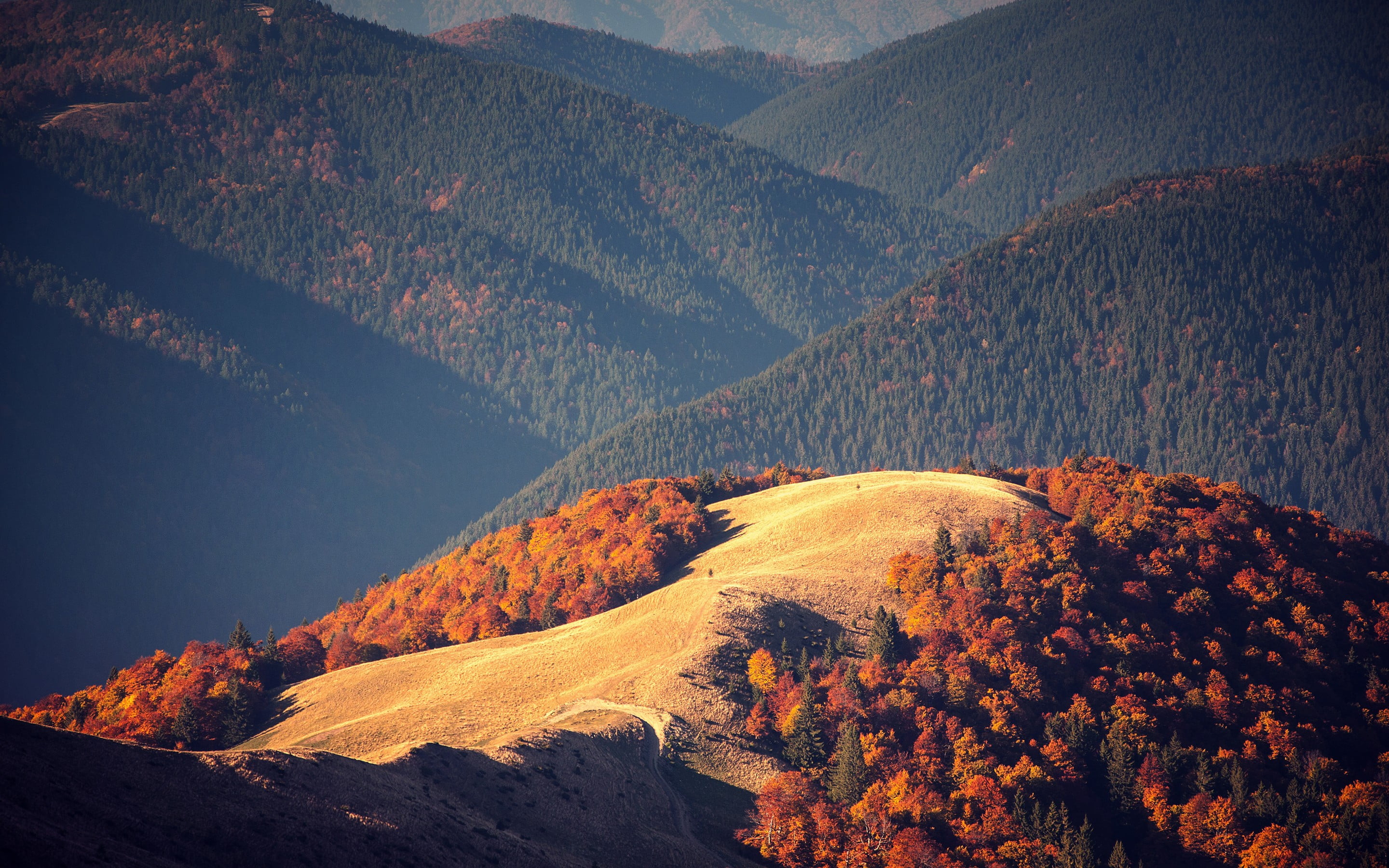 brown, road, leaf, sun, forest, morning, tranquil Scene, outdoors, mountain Range, environment, yellow, rural Scene, physical geography, valley, beauty In Nature, HD Wallpaper