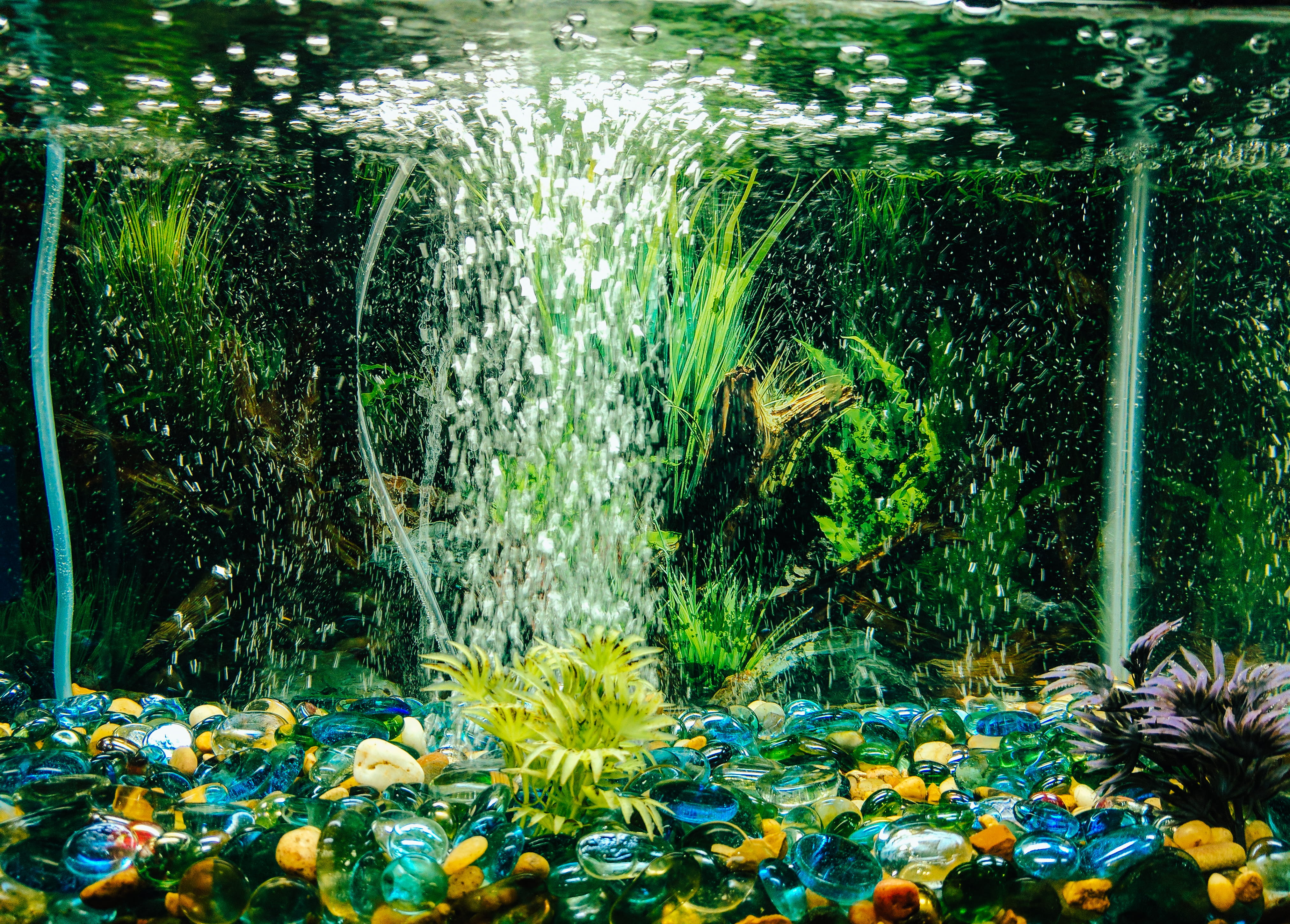 water, floating, no people, water lily, bubbles, plant, 4K, swimming, nature, outdoors, aquarium, floating on water, tranquility, green color, lake, flower, HD Wallpaper