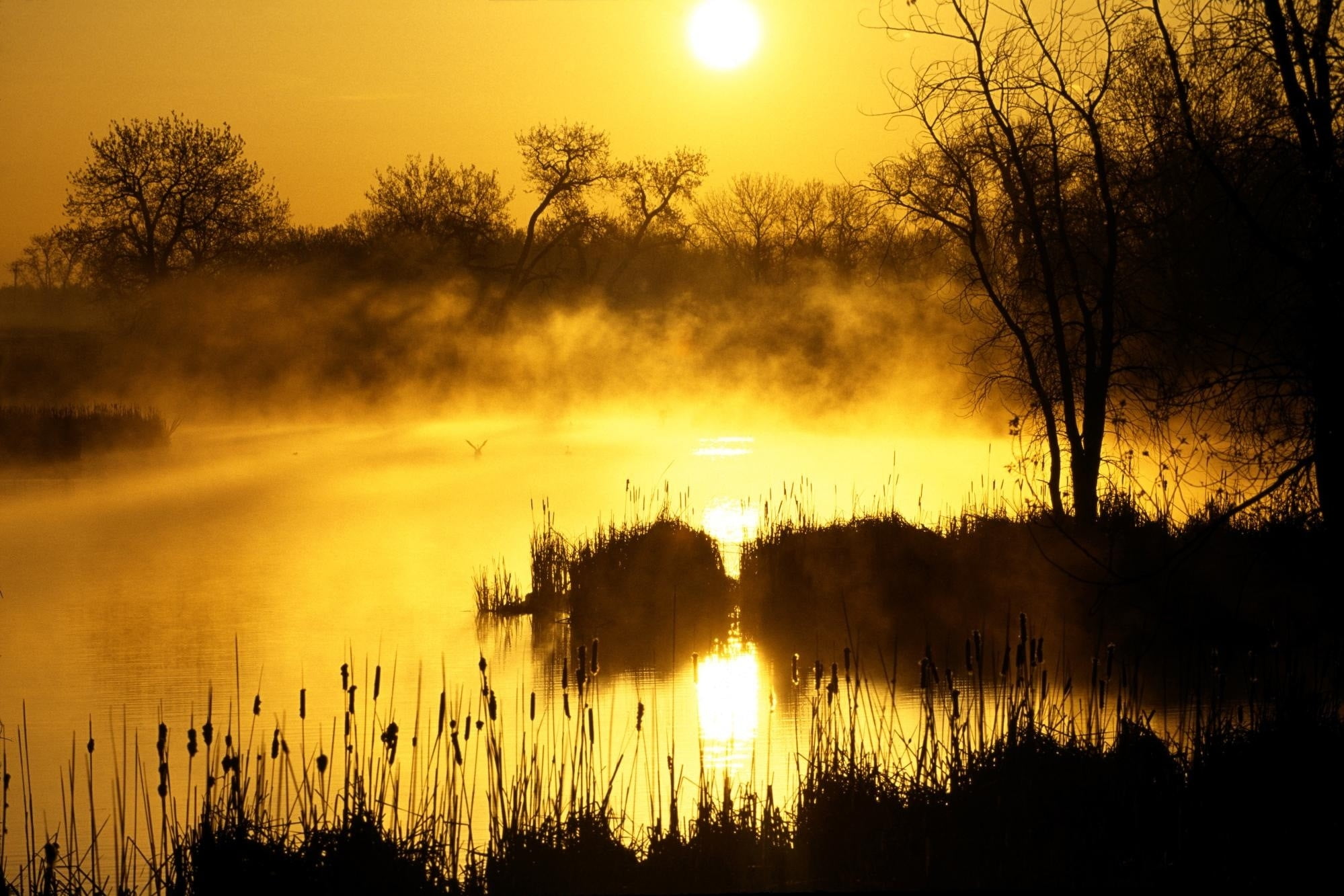colors, back Lit, no People, vibrant Color, multi Colored, orange Color, fog, yellow, water, landscape, dawn, outdoors, orange, season, sunset, river, reed - Grass Family, HD Wallpaper