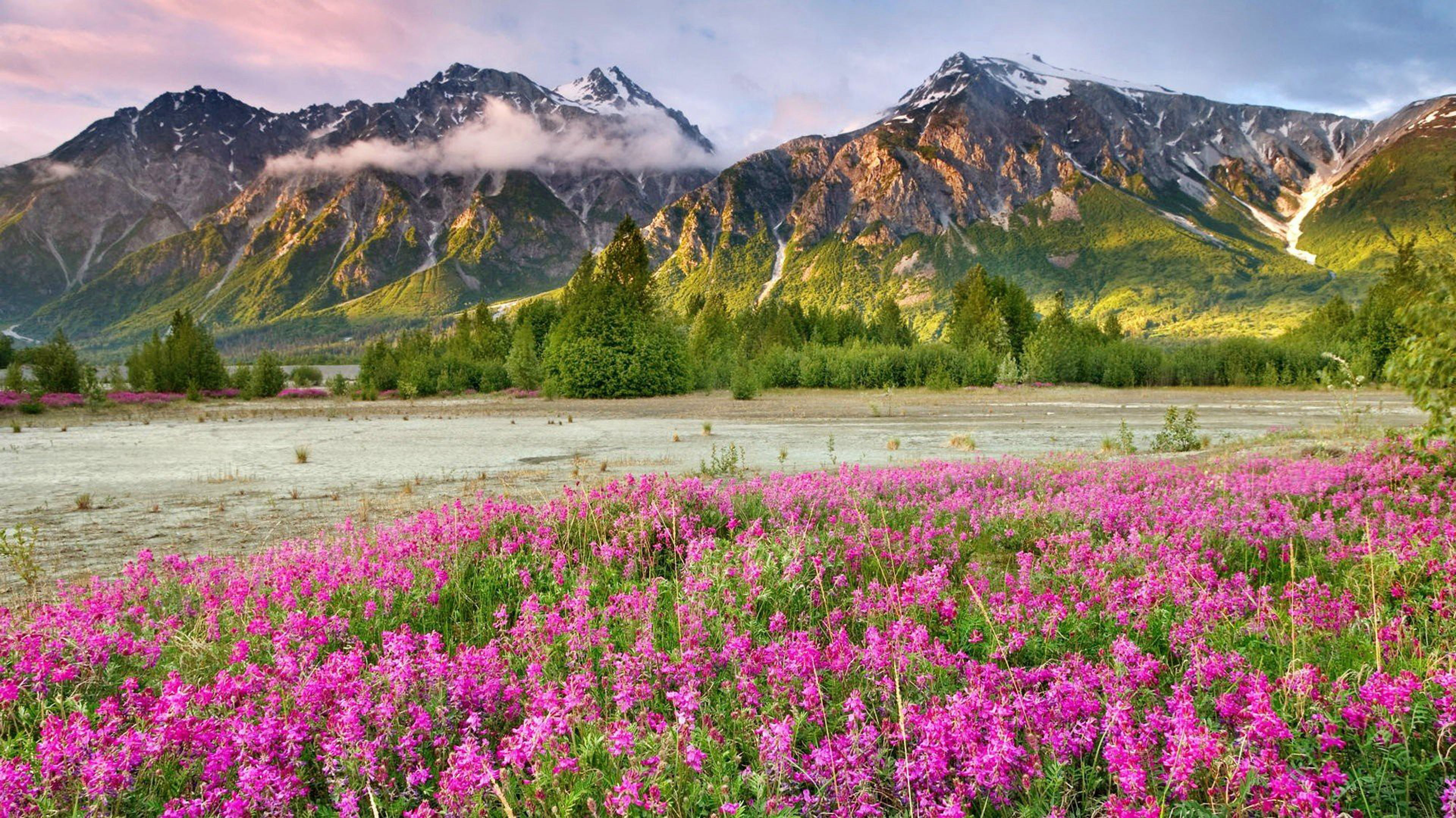 mountain peak, snowcapped mountain, plant, clouds, outdoors, cloud - sky, meadow, idyllic, purple, sky, green, no people, mountain, white, flower, land, HD Wallpaper